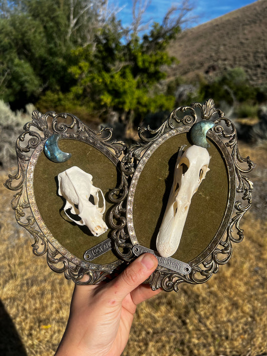 Echos in Stillness - Vintage Framed Taxidermy Oddities Skull Artwork