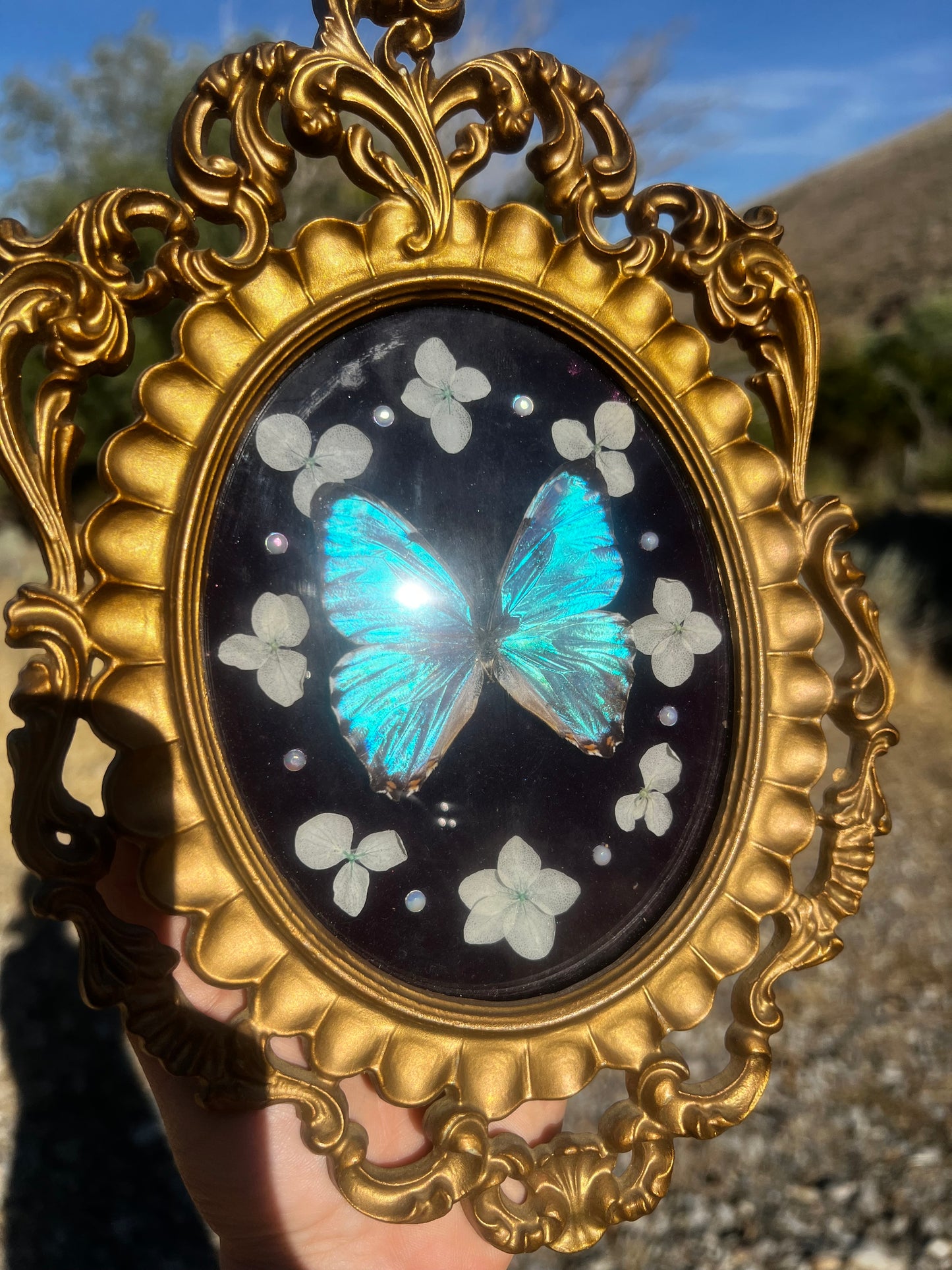 “Celestina” Butterfly Vintage Floral Oddities Taxidermy Entomology Framed Artwork
