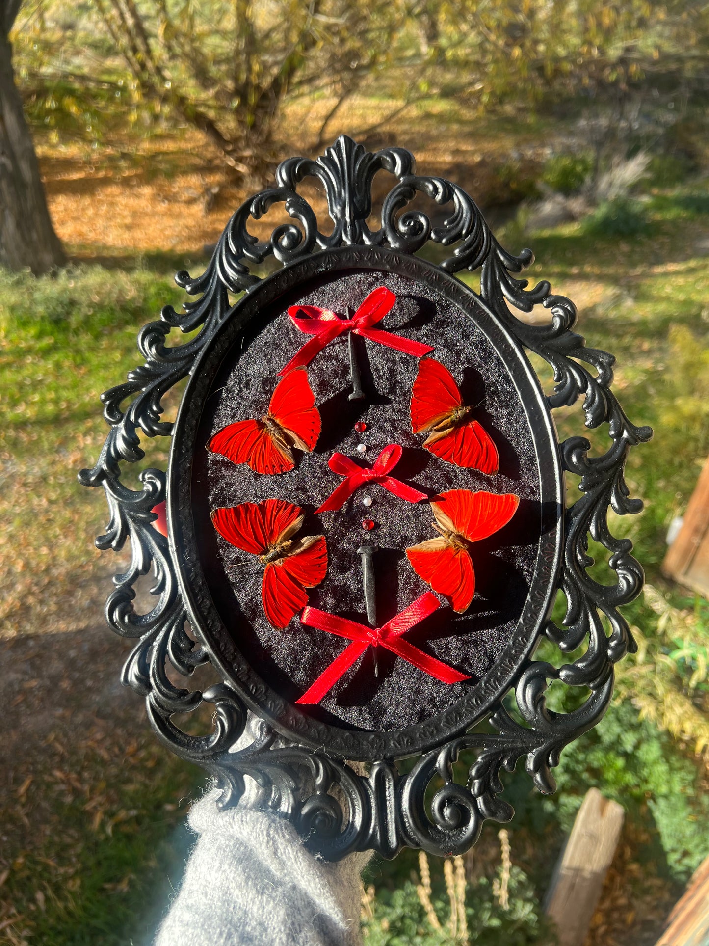 Crimson Queen Bubble Glass Antique Vintage Butterfly Framed Oddities Artwork