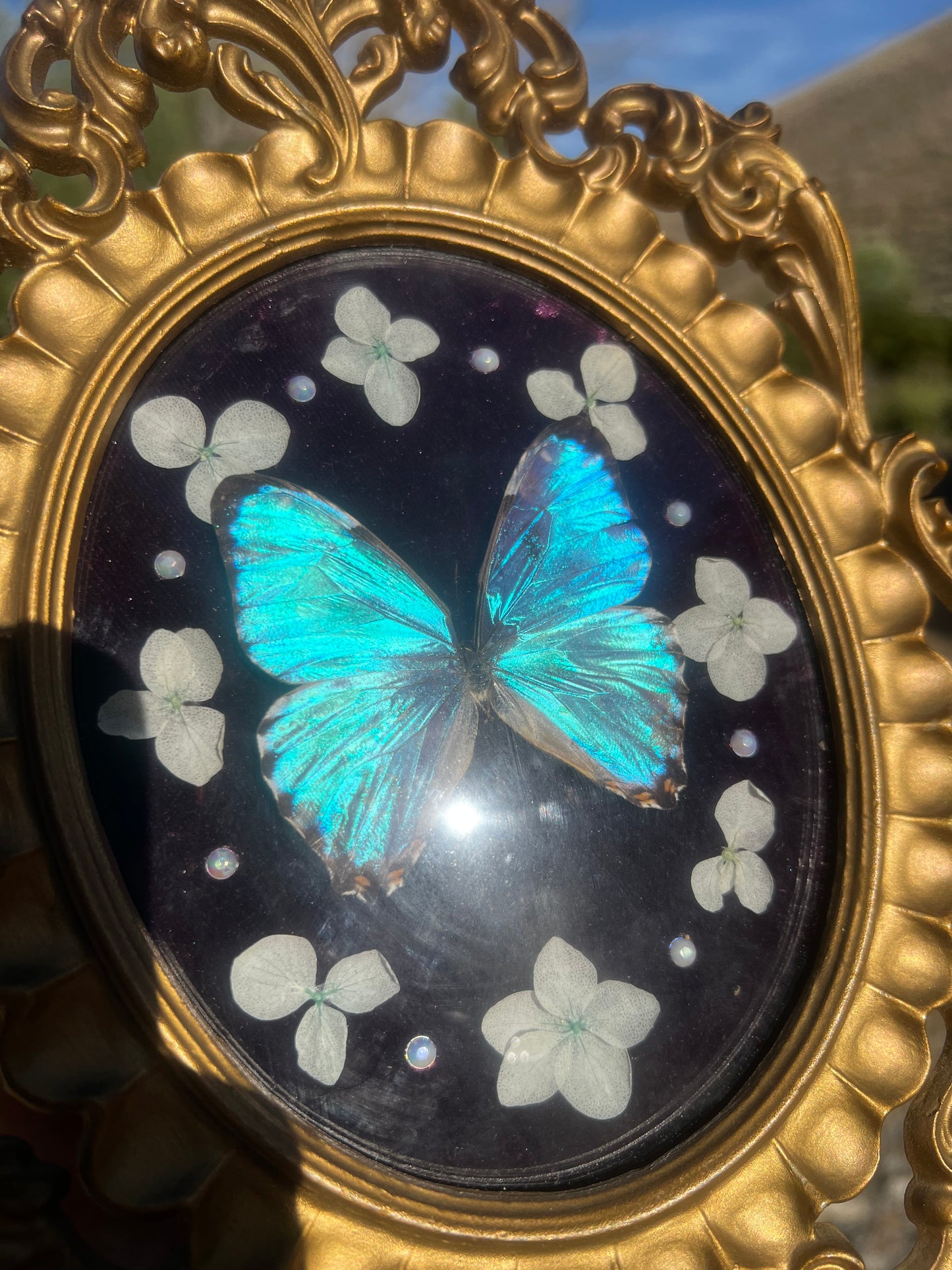 “Celestina” Butterfly Vintage Floral Oddities Taxidermy Entomology Framed Artwork