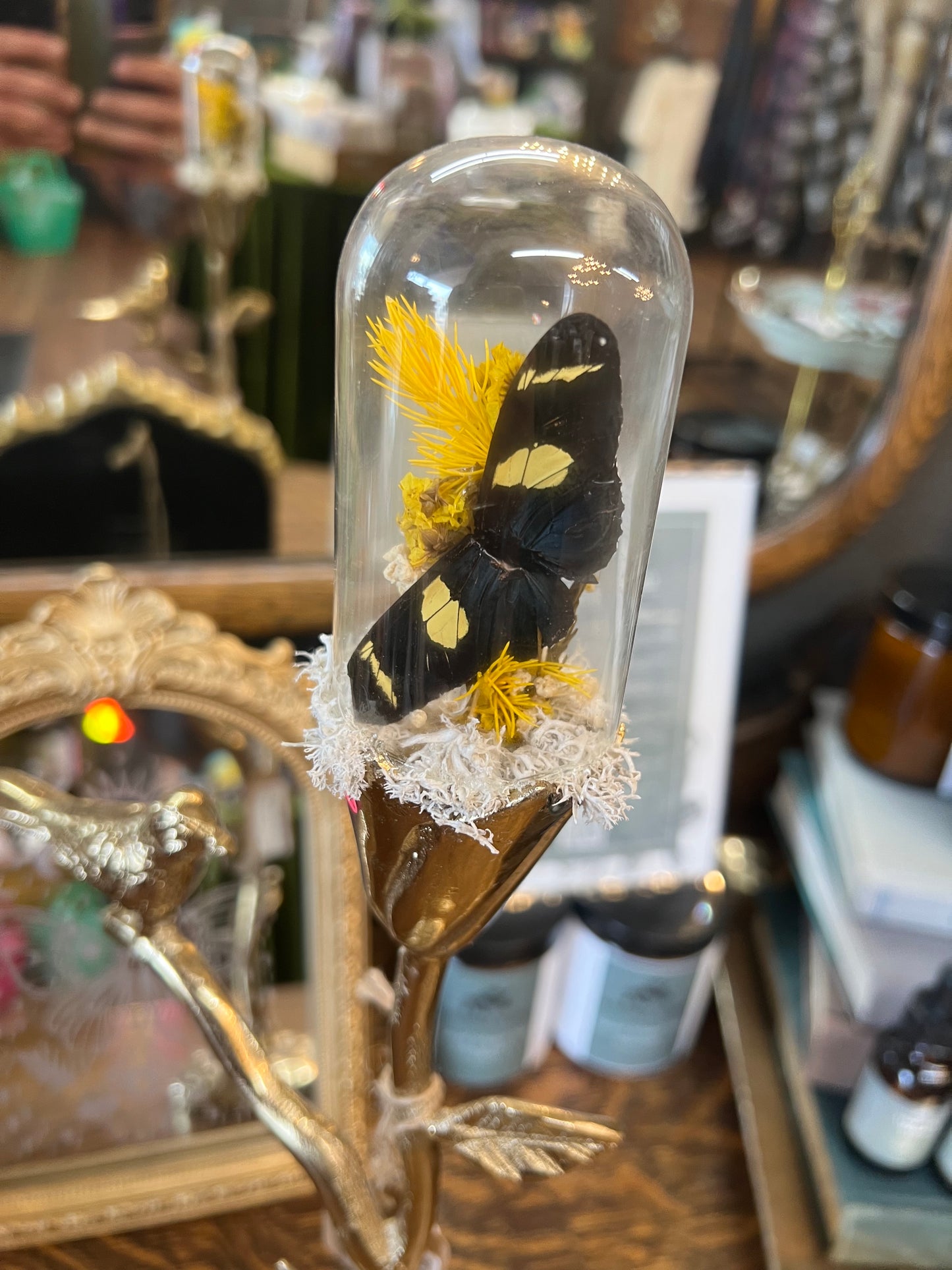 Josiah Butterfly Entomology Floral Botanical Candlestick Glass Dome Oddities Artwork