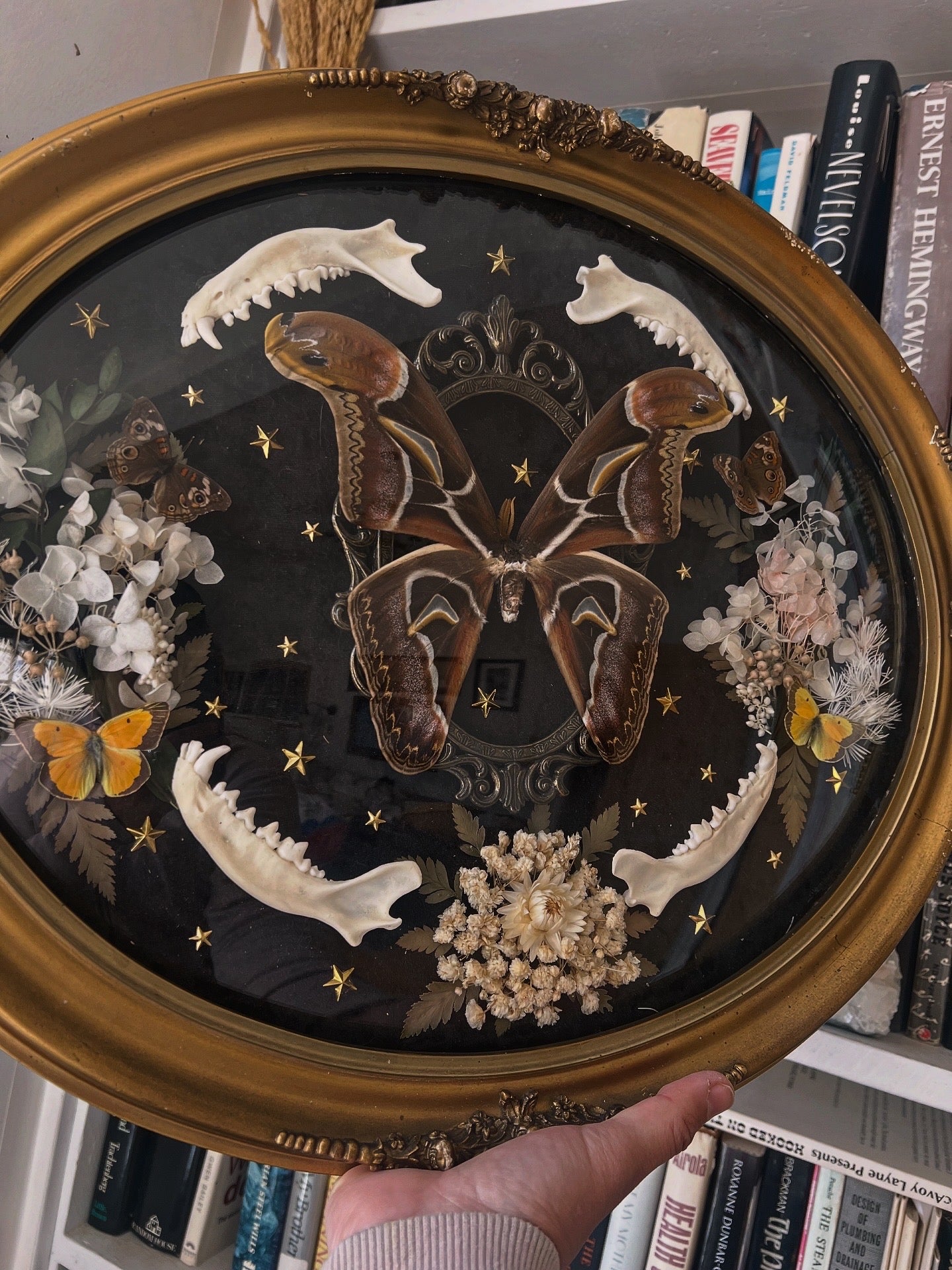 Lucienne Moth Butterfly Dried Flower Coyote Jaw Botanical Antique Vintage Framed Artwork