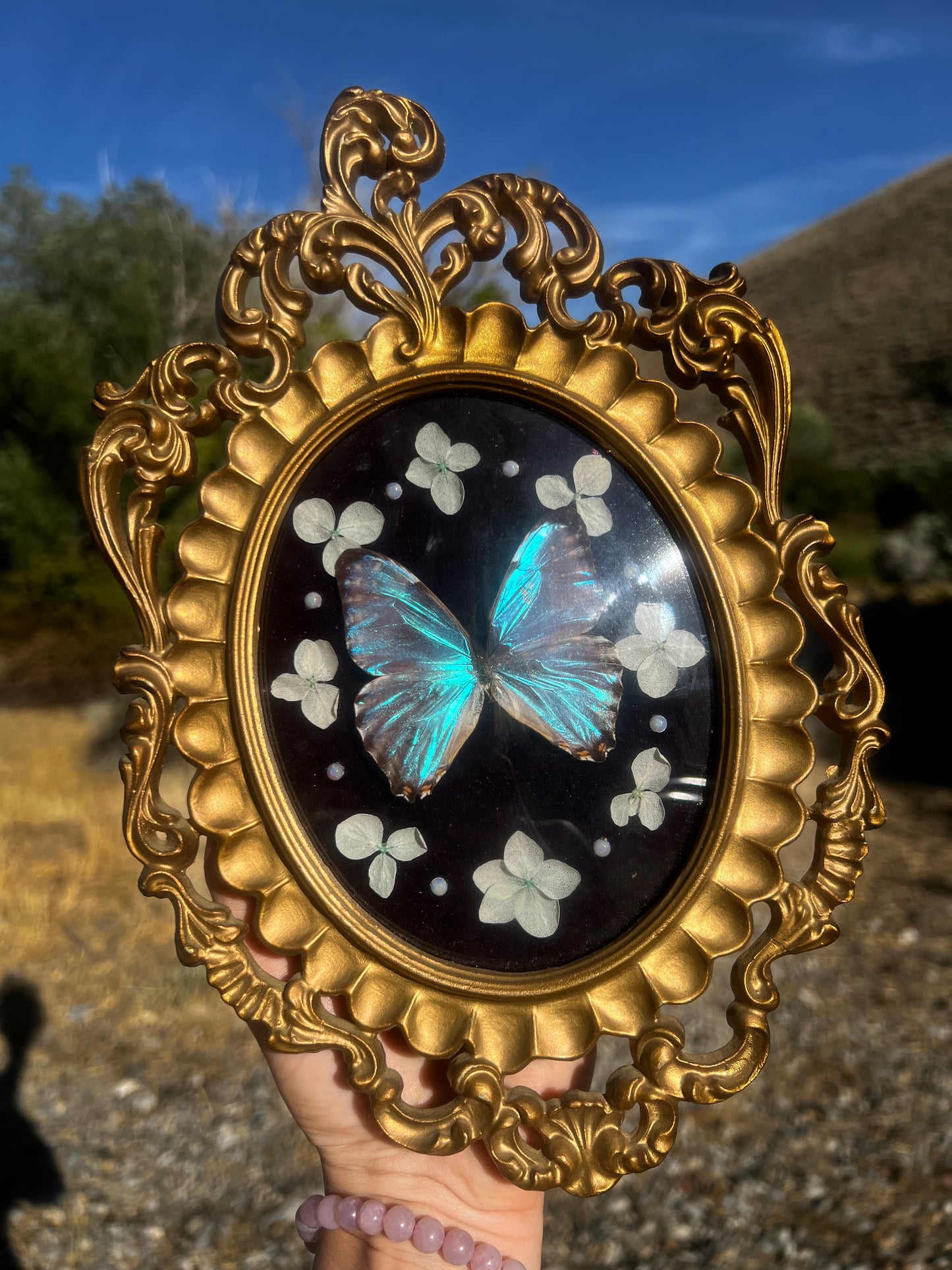 “Celestina” Butterfly Vintage Floral Oddities Taxidermy Entomology Framed Artwork