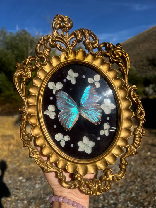 “Celestina” Butterfly Vintage Floral Oddities Taxidermy Entomology Framed Artwork