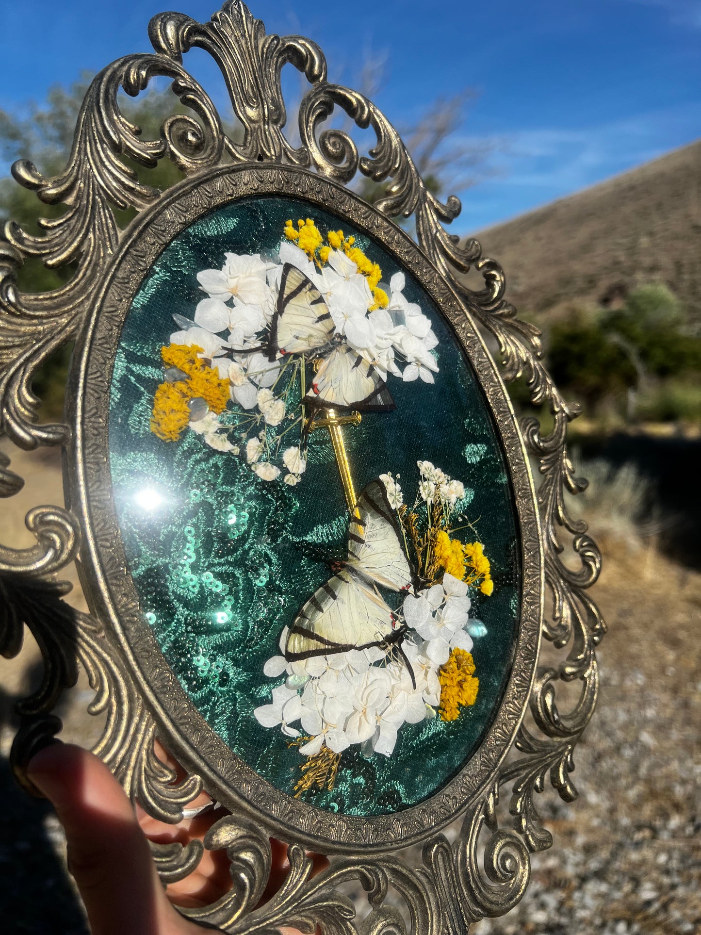 “Wings of Midsummer” Butterfly Insect Vintage Entomology Taxidermy Framed Oddities Artwork