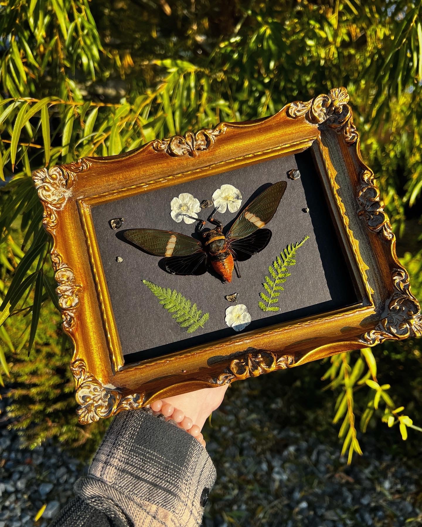 Framed Tosena Albata Cicada