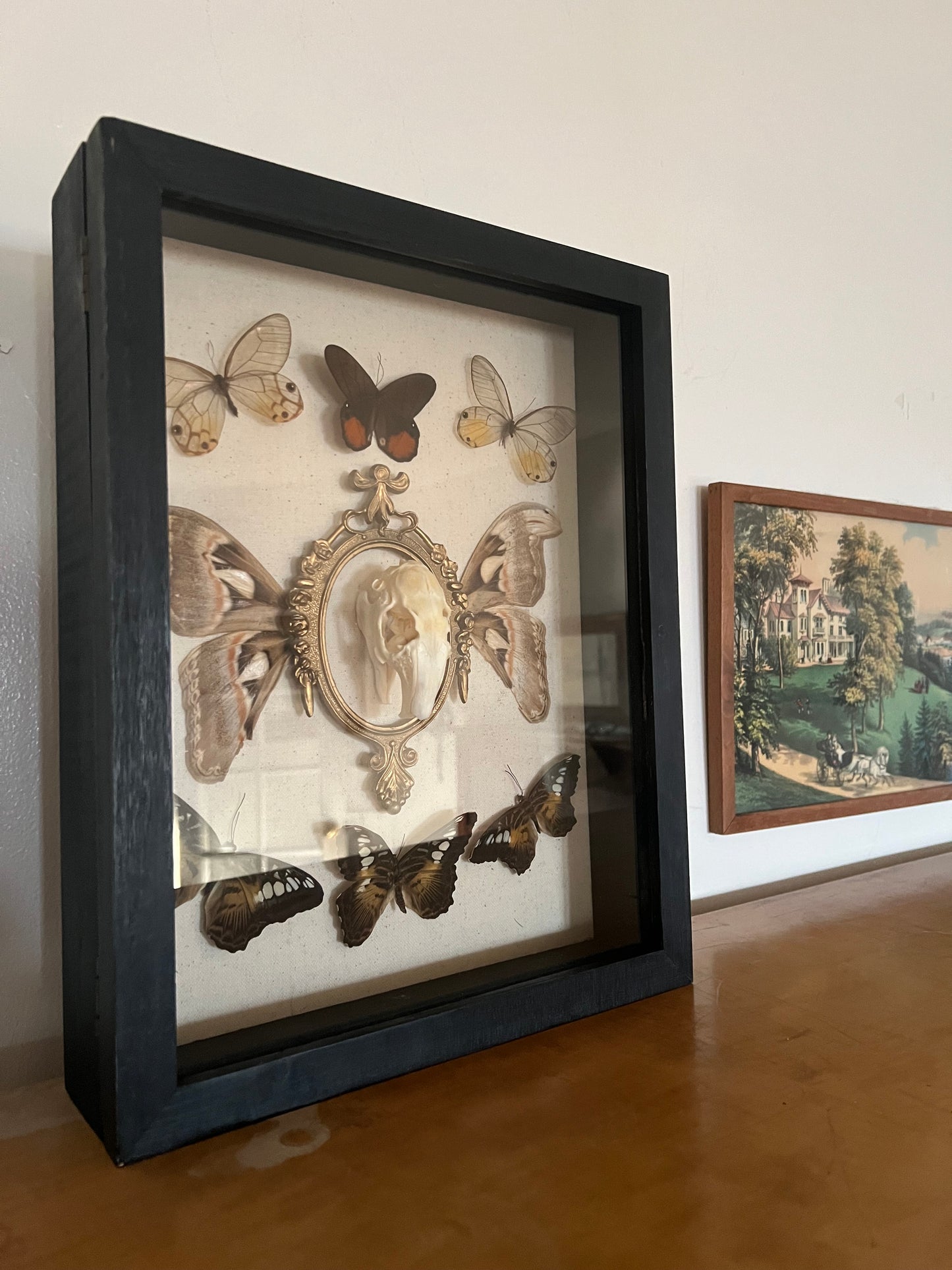 The Ancestral Court Butterfly Moth Rabbit Skull Oddities Taxidermy Shadowbox Framed Artwork