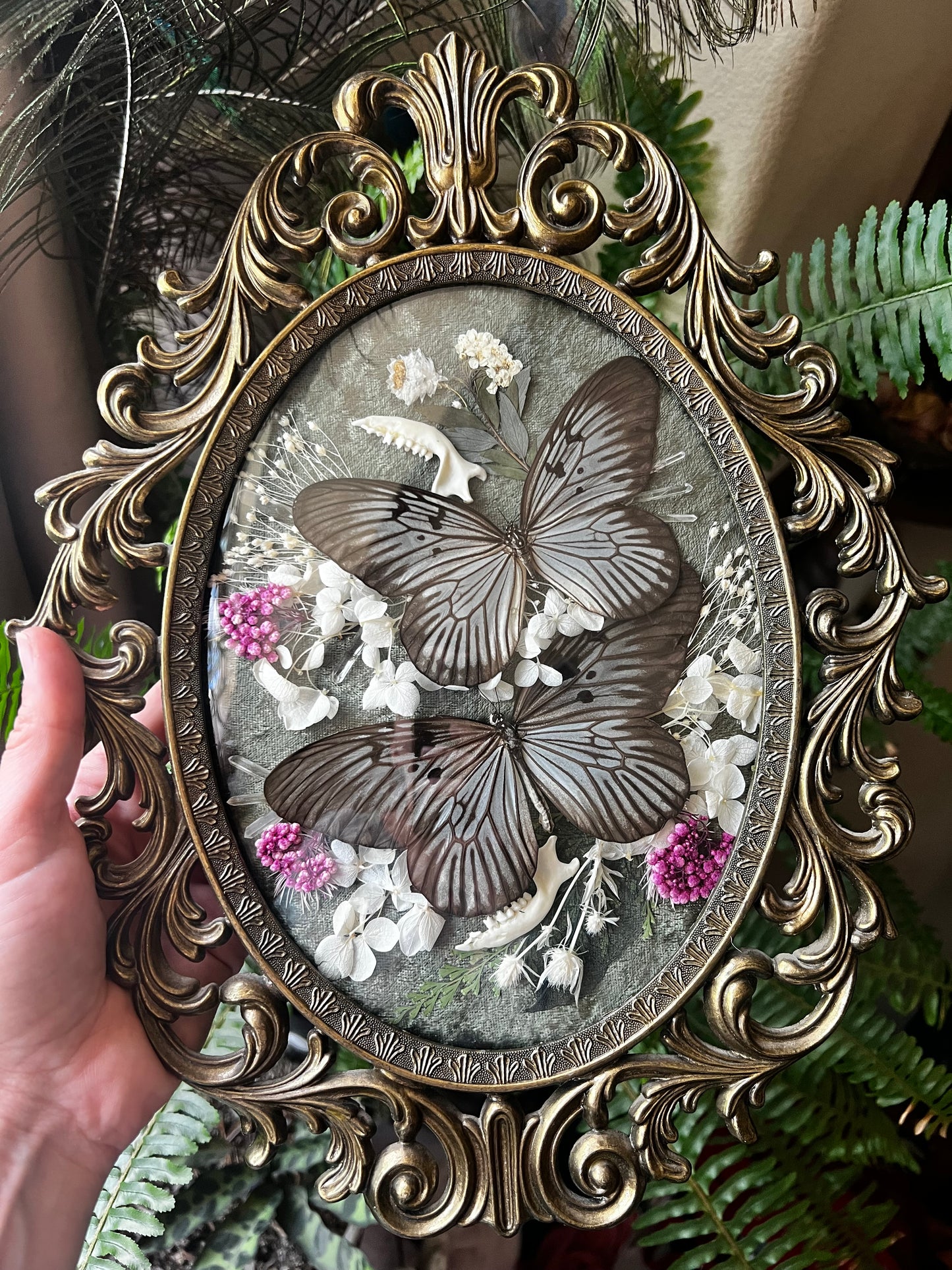 “Della” Antique Bubble Glass Frame Butterfly Entomology Art