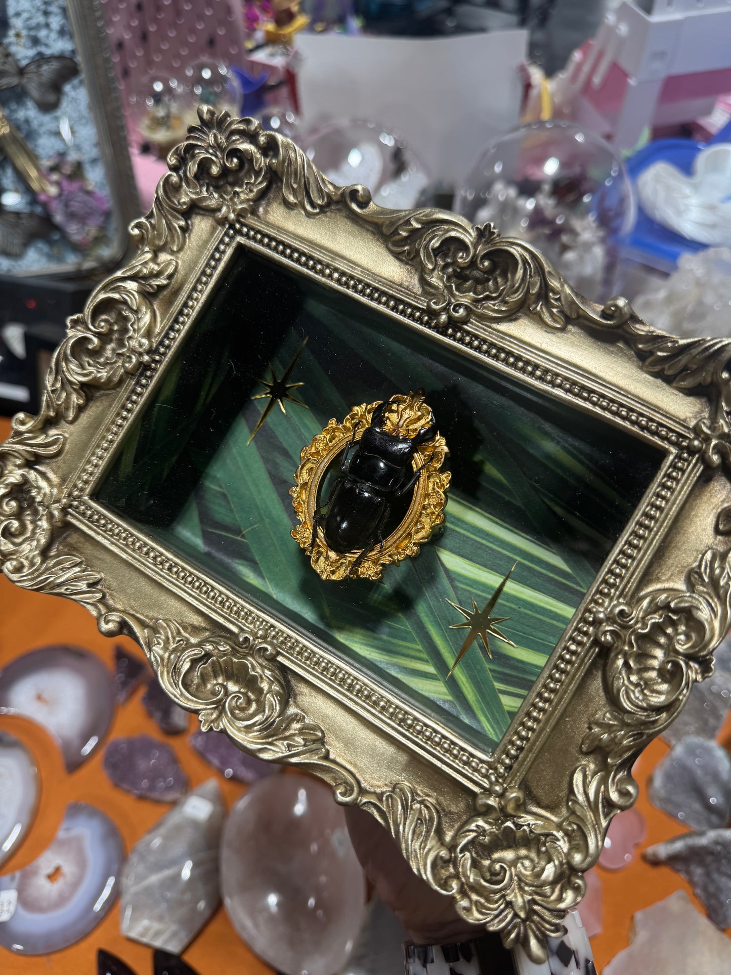 Liv Beetle Entomology Insect Ornate Frame Shadowbox Artwork