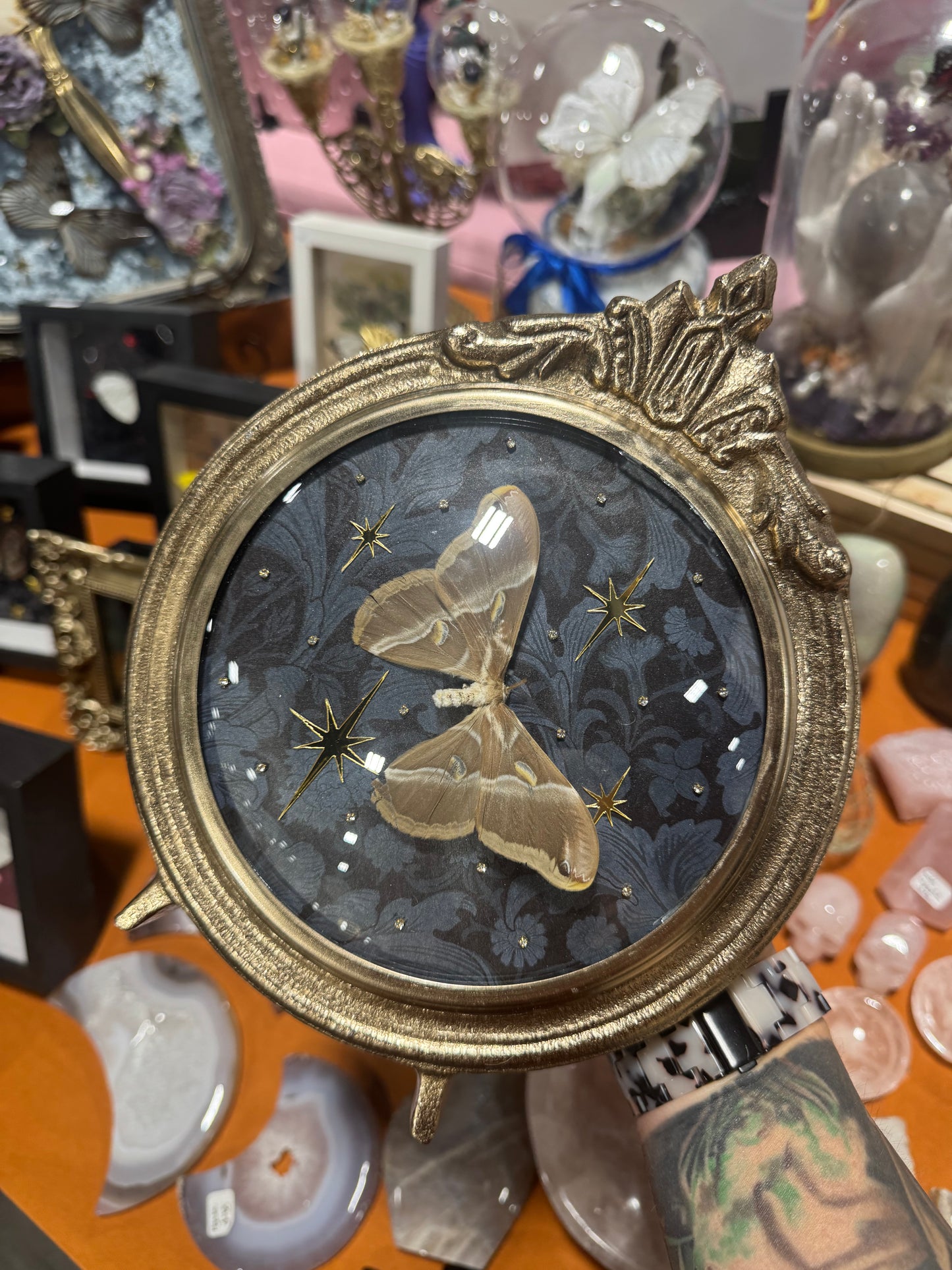 Delia Moth Celestial Insectart Entomology Oddities Metal Framed Artwork