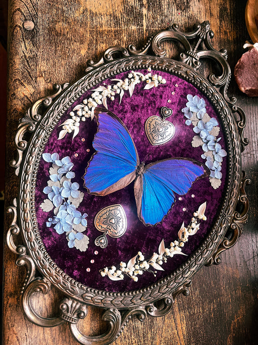 “Zaphyra” Morpho Butterfly Floral Framed Oddities Art