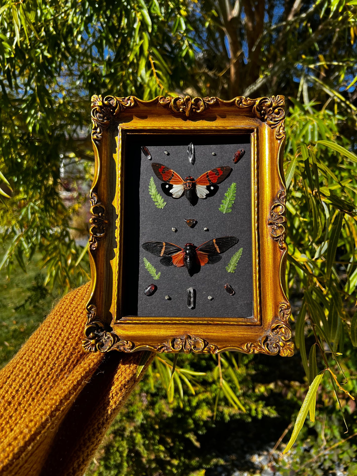 Framed Tosena Pavei Gaeana Festiva Cicadas