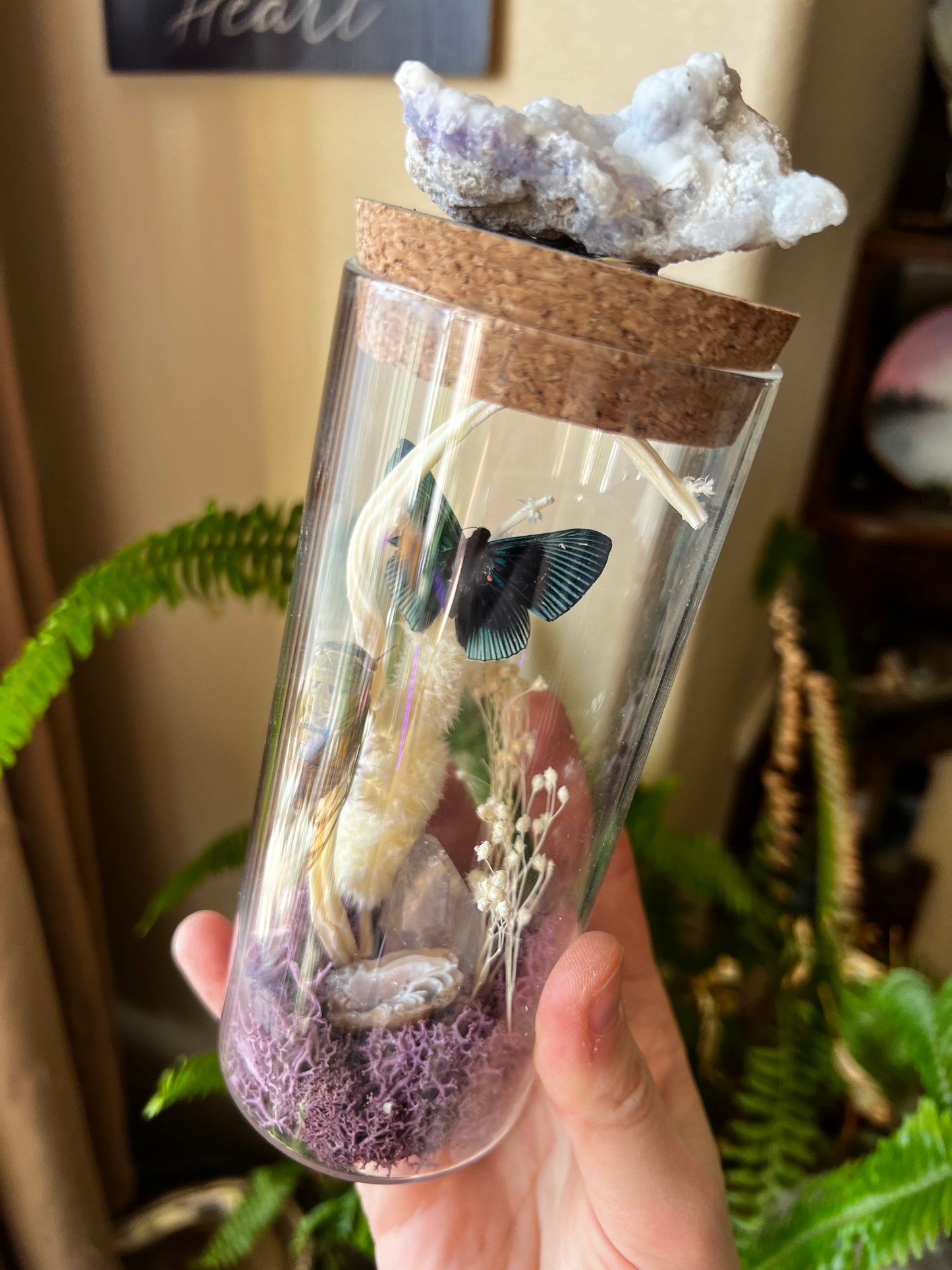 Insect Butterfly Cicada Crystal Curiosity Jar