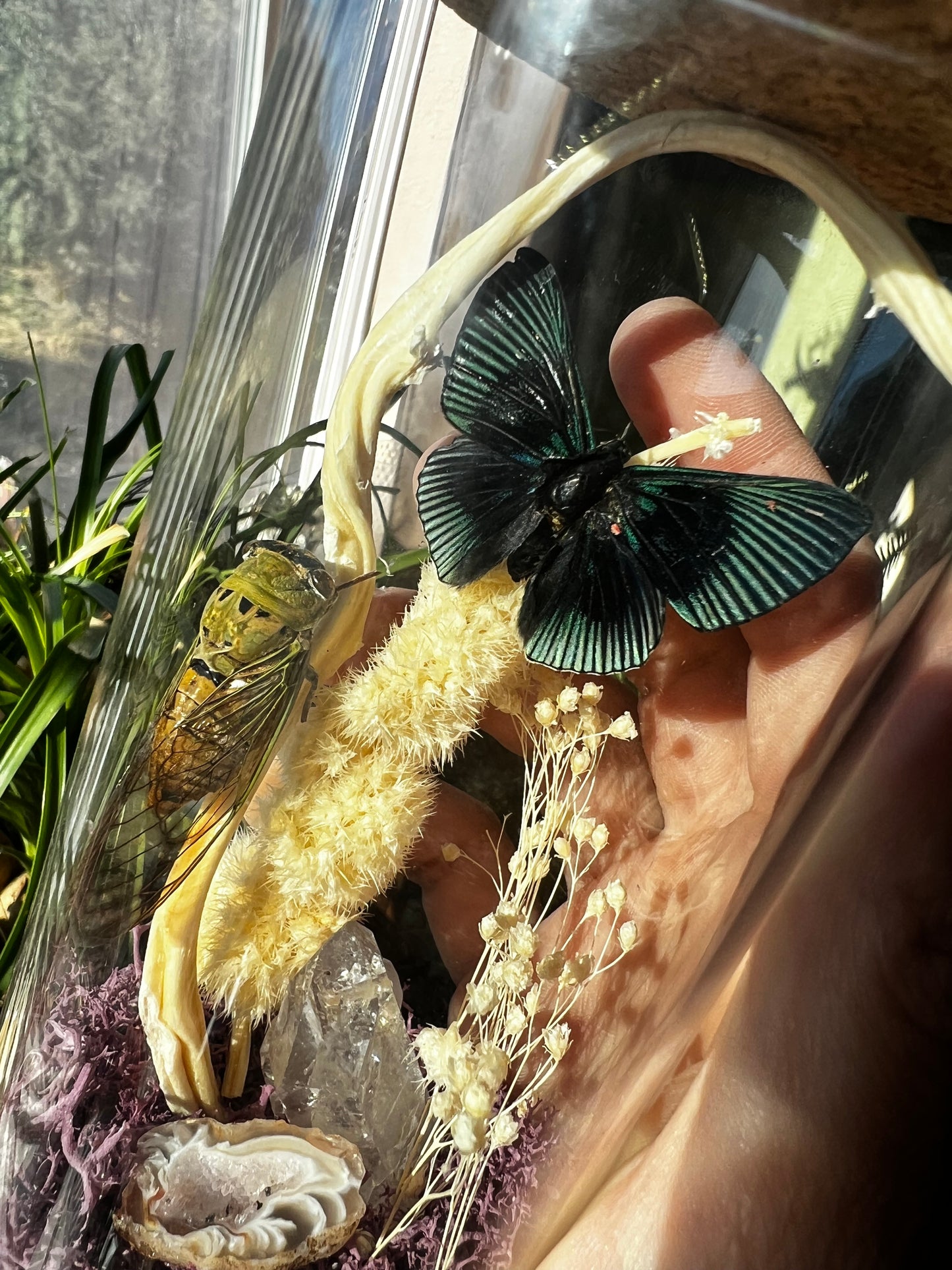 Insect Butterfly Cicada Crystal Curiosity Jar