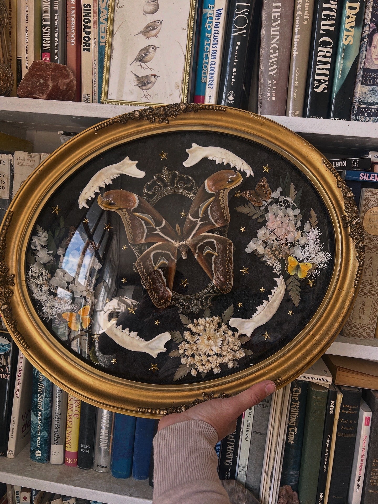 Oddities & Taxidermy