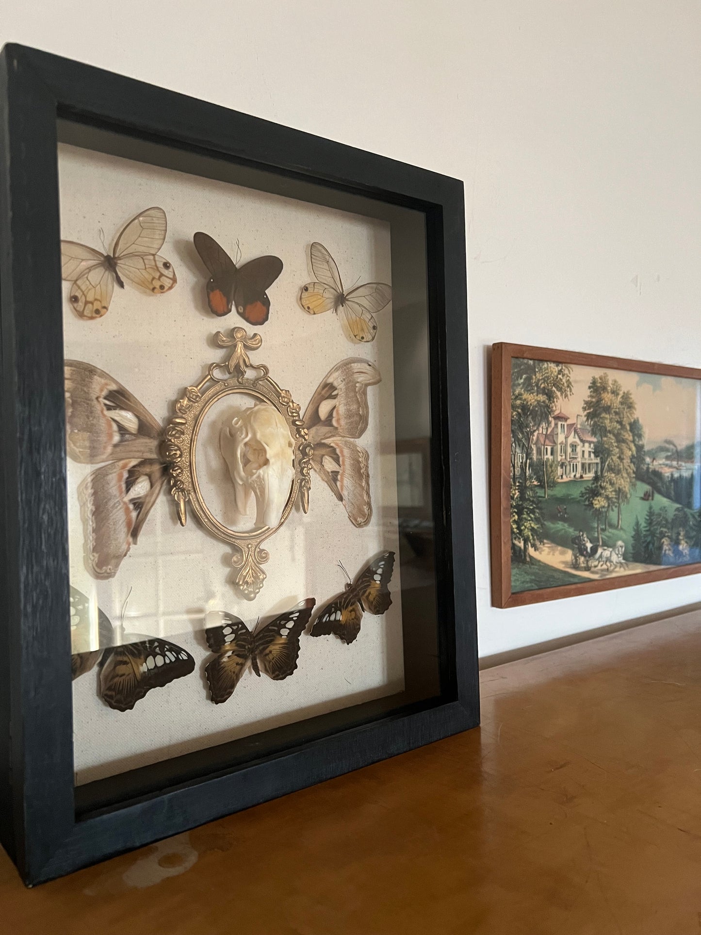 The Ancestral Court Butterfly Moth Rabbit Skull Oddities Taxidermy Shadowbox Framed Artwork