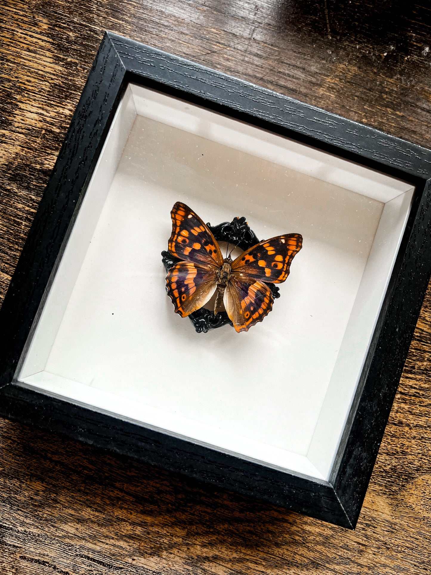 Framed Butterfly Entomology Insect Artwork #3