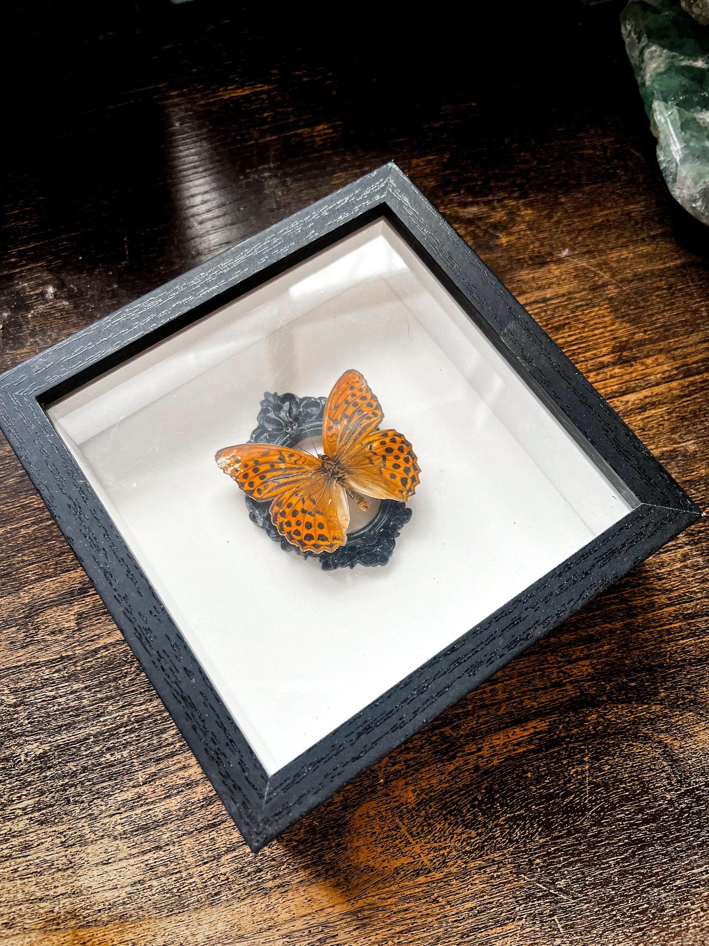 Framed Butterfly Entomology Insect Artwork #1