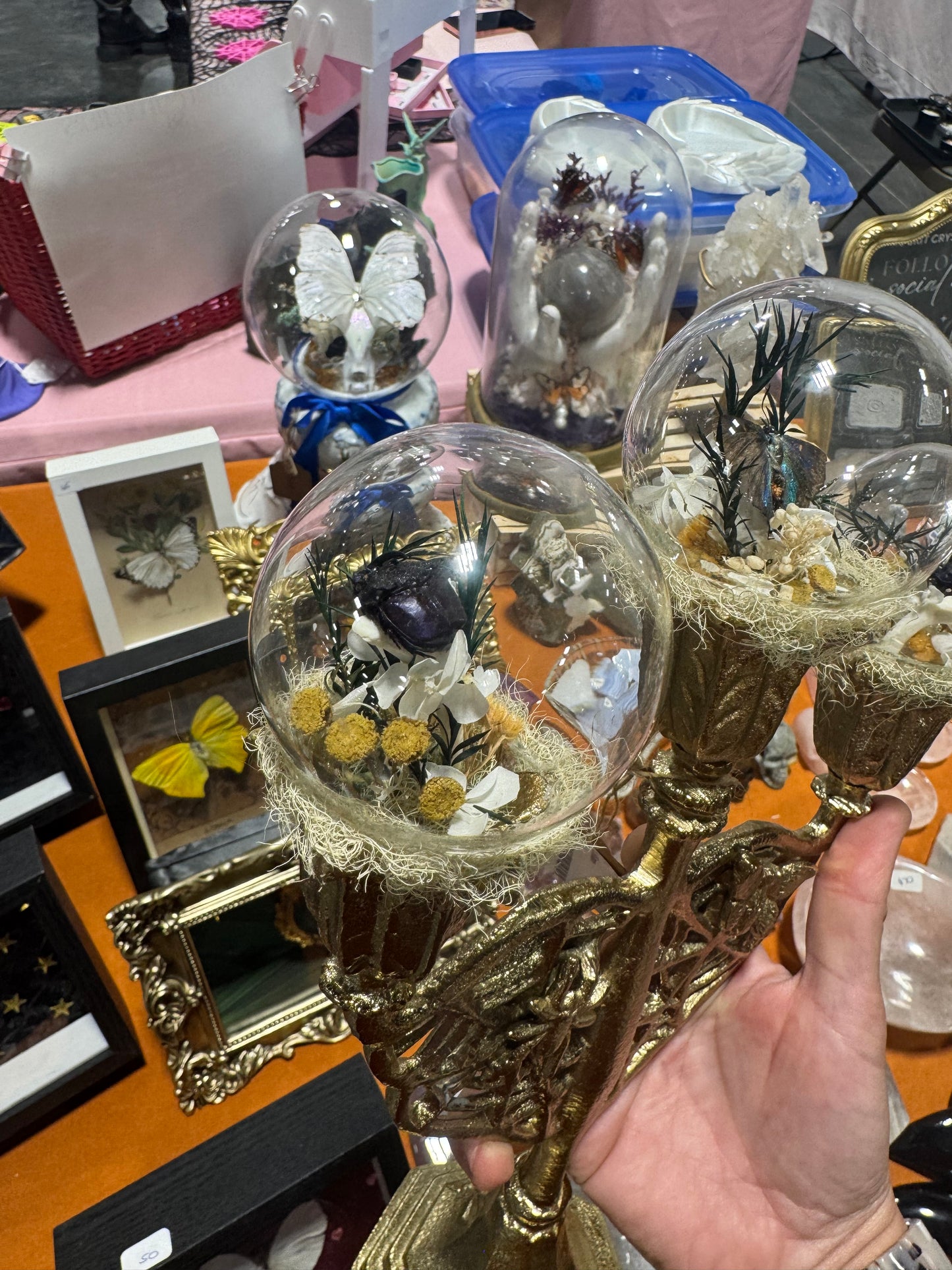 Lilian Beetle Butterfly Entomology Oddities Floral Botanical Candelabra Glass Dome Artwork