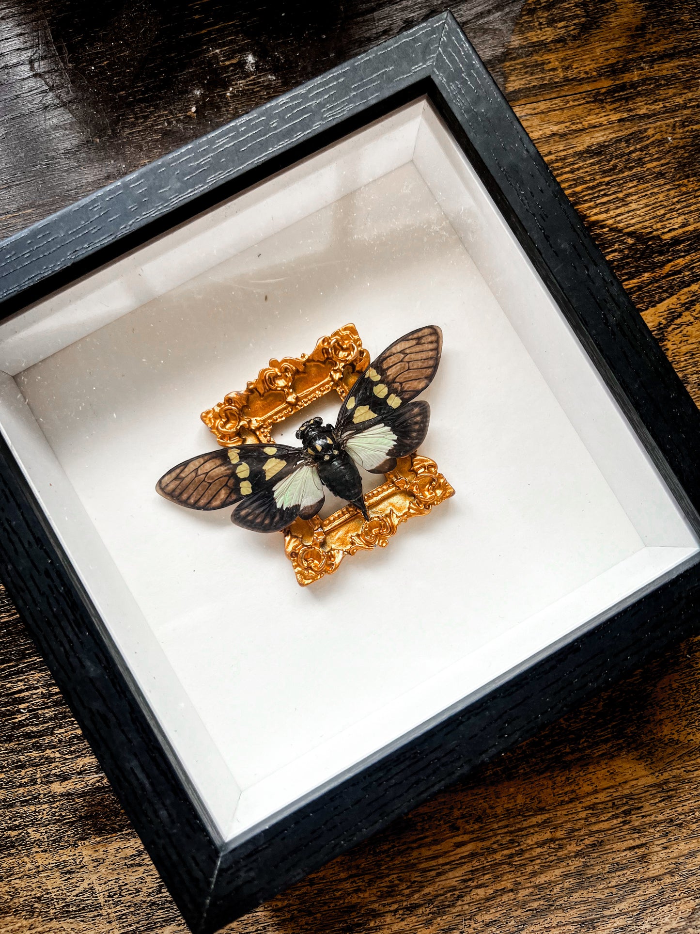 Framed Butterfly Entomology Insect Artwork #6