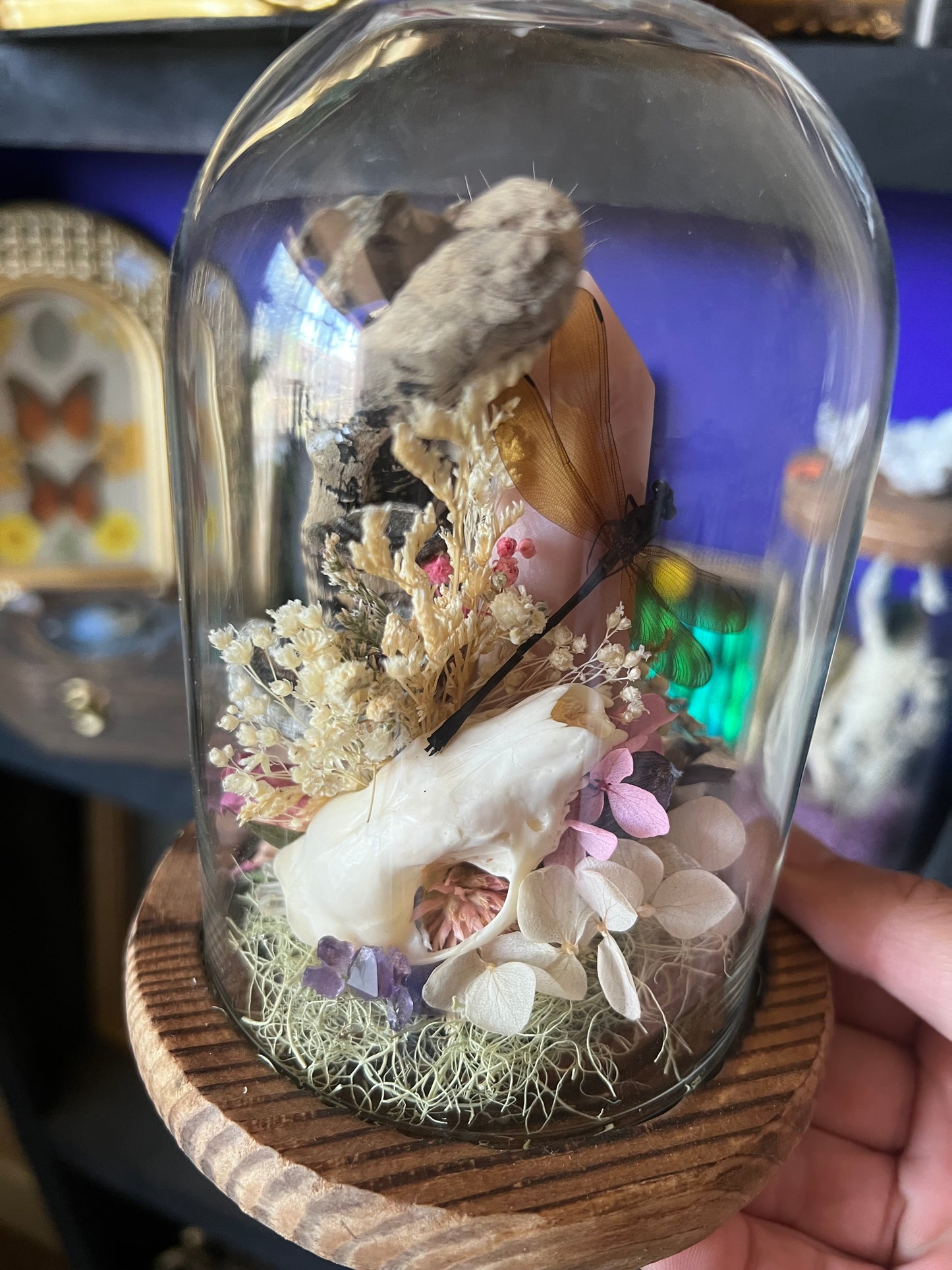 Nature Taxidermy Entomology Art with Hedgehog skull and Yellow Dragonfly in Cloche Glass Dome