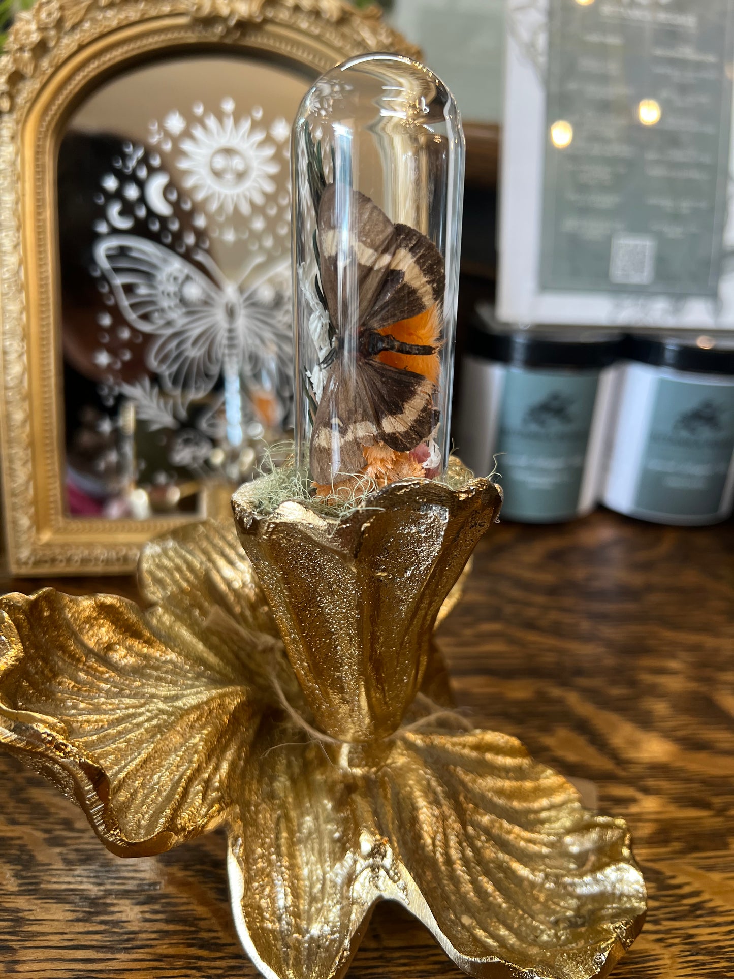 Eden Moth Insect Glass Done Dried Flower Oddities Artwork