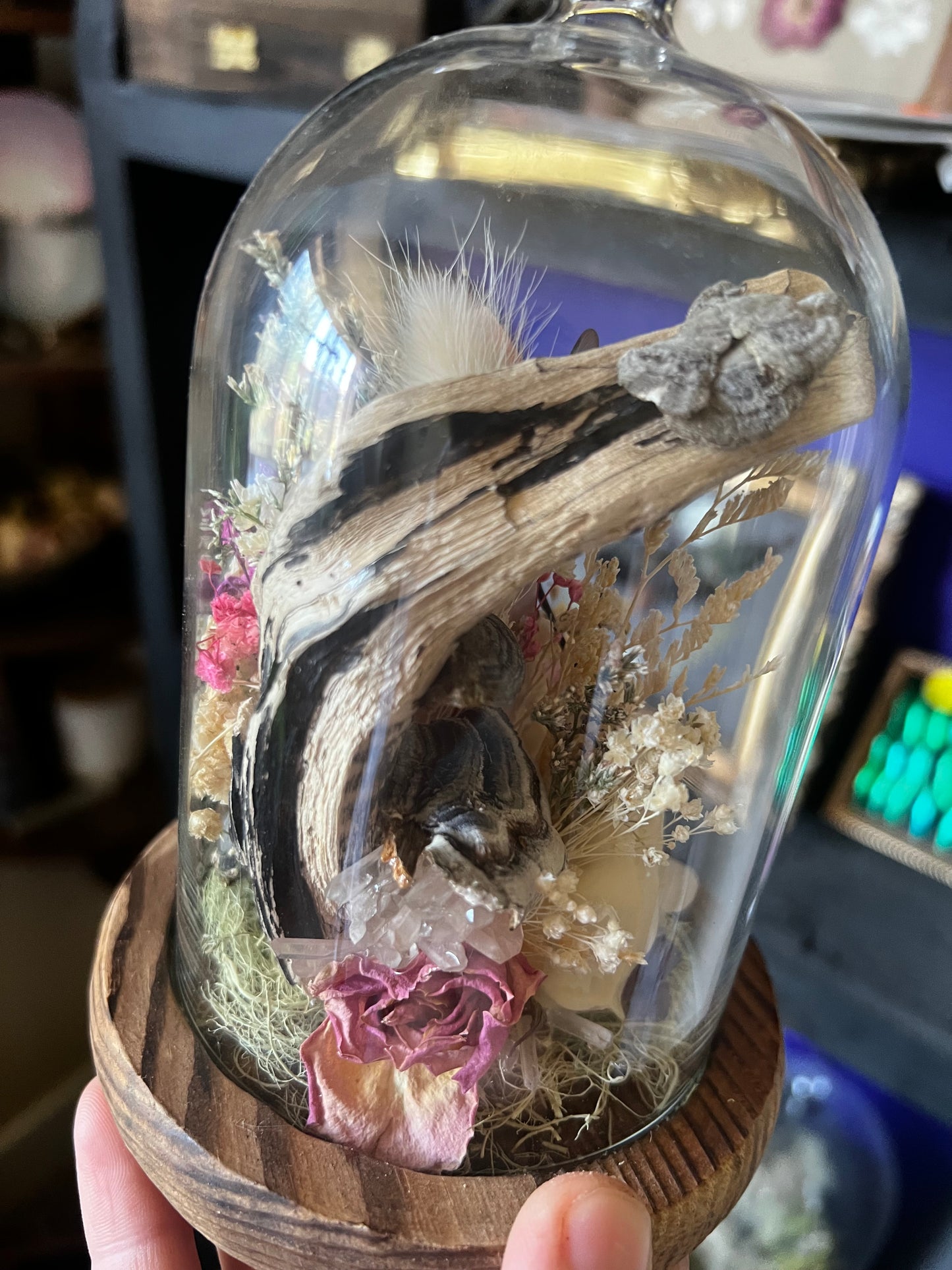 Nature Taxidermy Entomology Art with Hedgehog skull and Yellow Dragonfly in Cloche Glass Dome