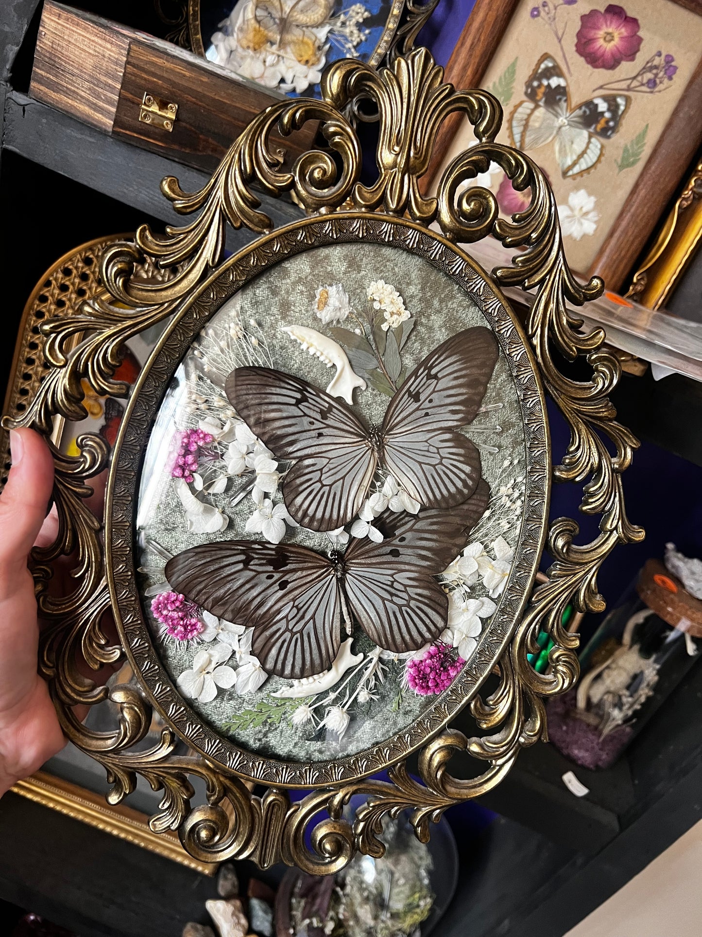 “Della” Antique Bubble Glass Frame Butterfly Entomology Art