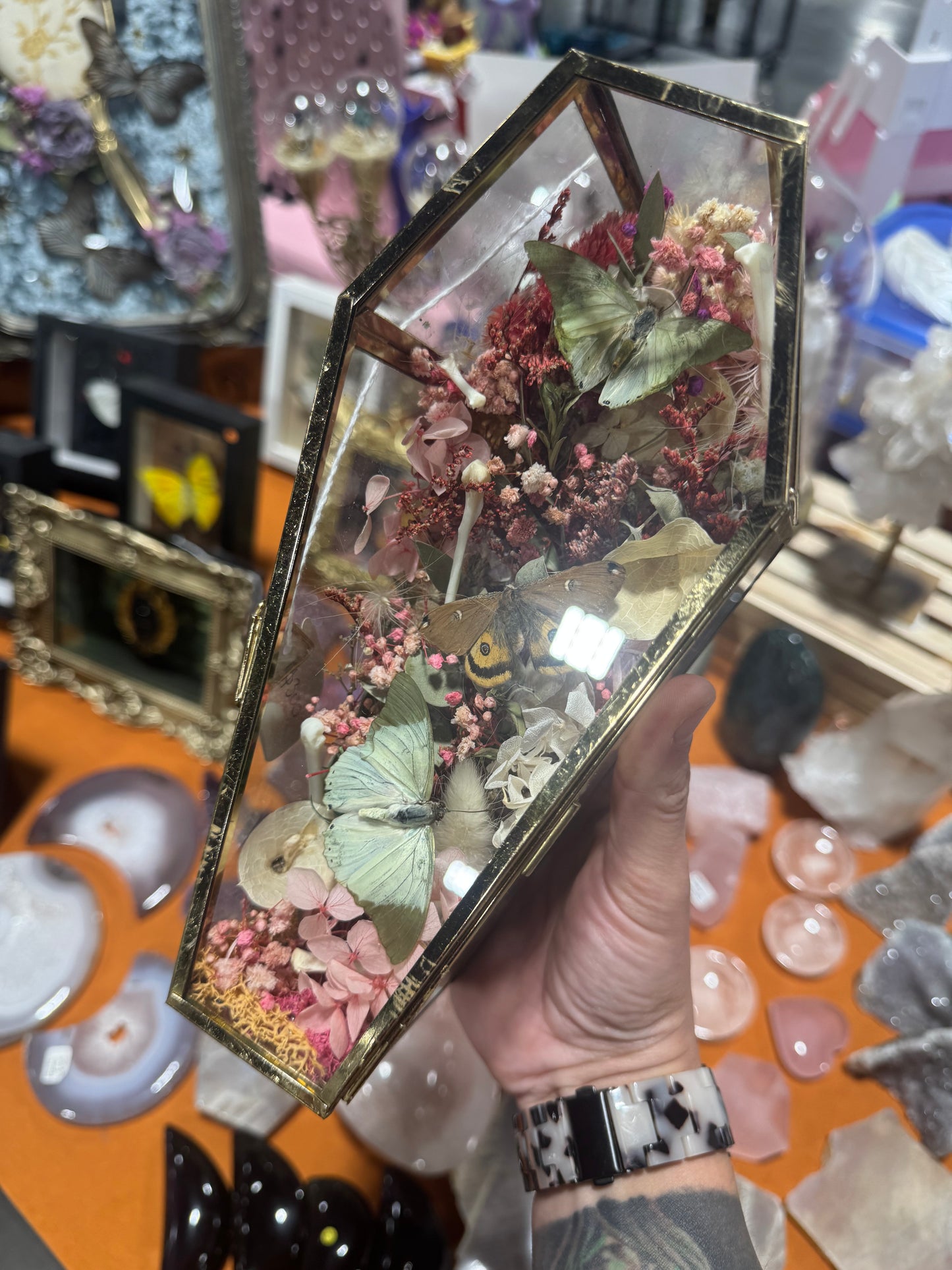 Fanny Butterfly Moth Floral Insectart Entimology Oddities Coffin Terrarium Artwork