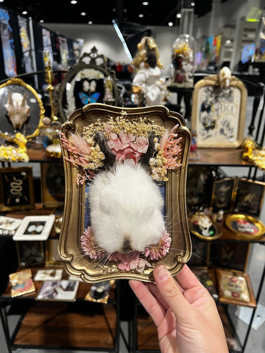 “Lucy Lupins” Rabbit Head Framed Taxidermy Oddities Cottage-core Artwork