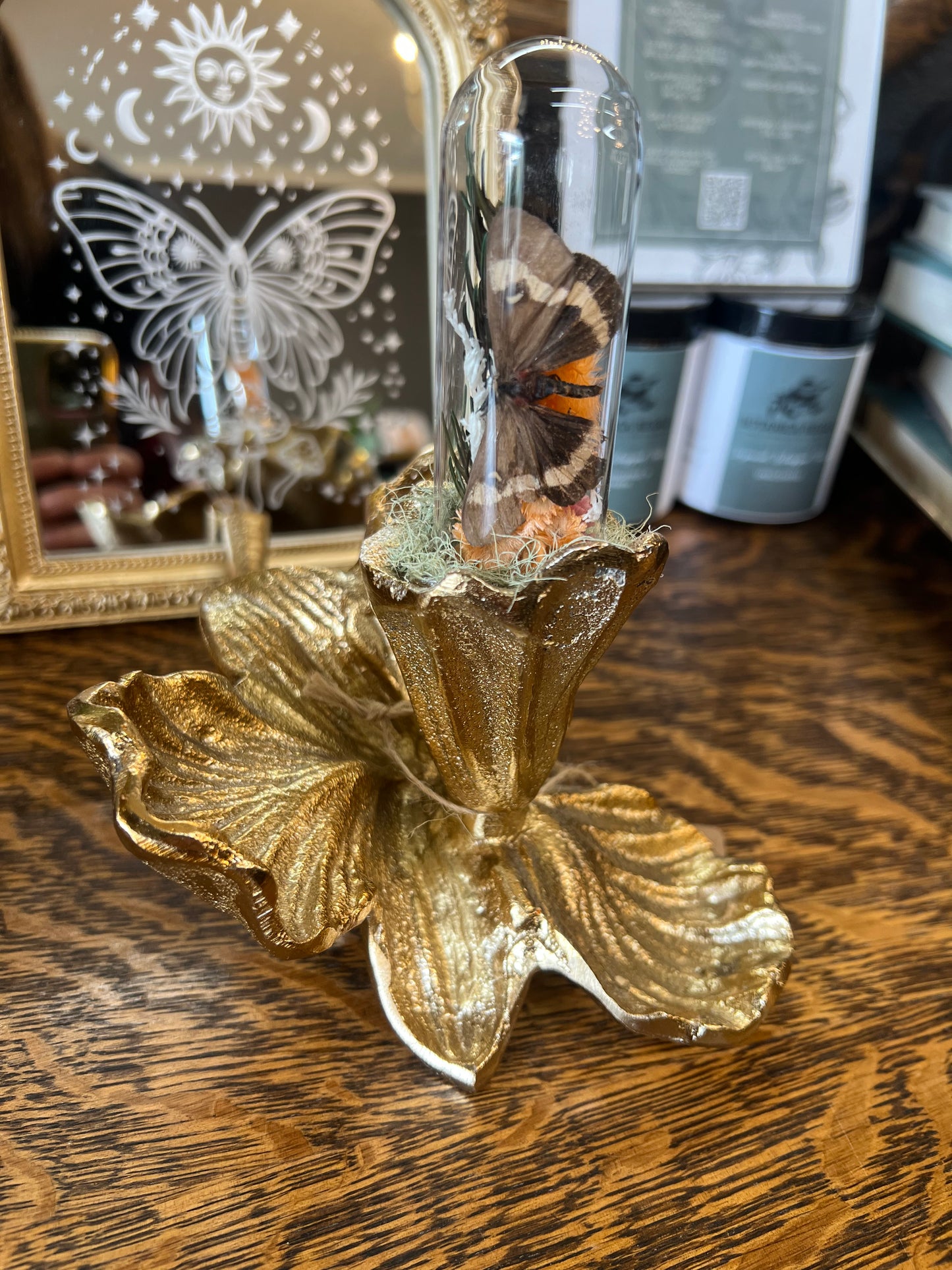 Eden Moth Insect Glass Done Dried Flower Oddities Artwork