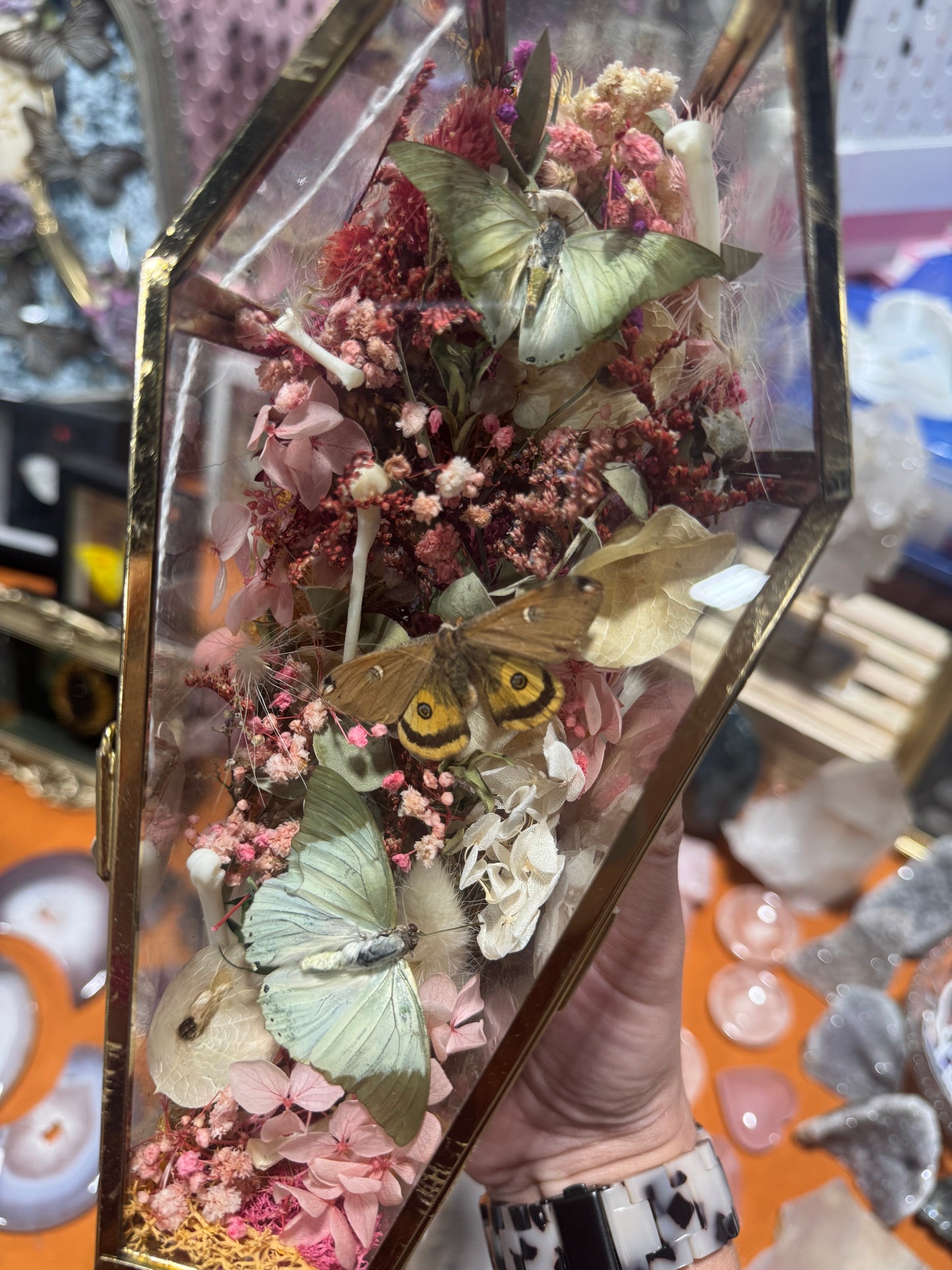 Fanny Butterfly Moth Floral Insectart Entimology Oddities Coffin Terrarium Artwork