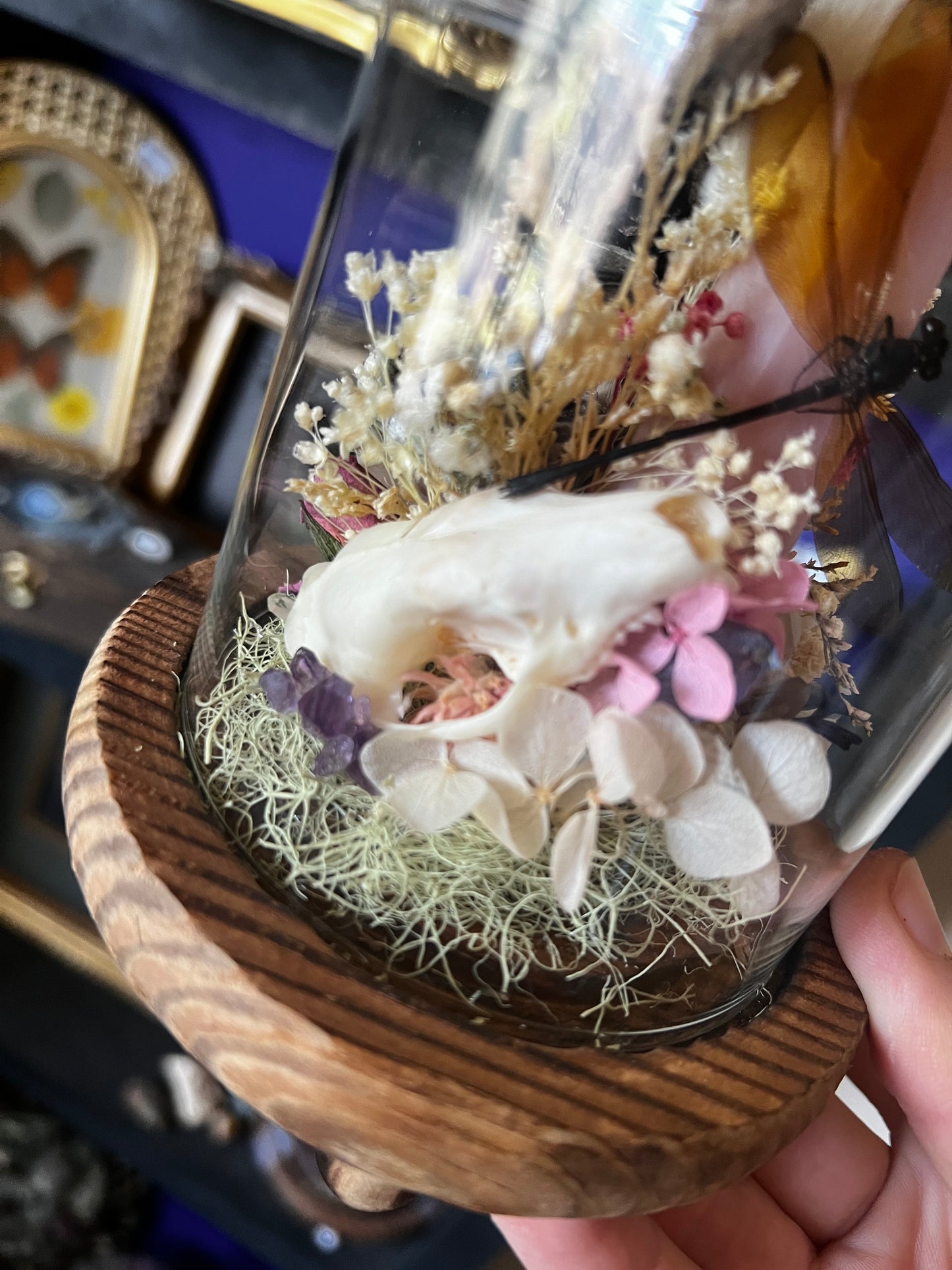 Nature Taxidermy Entomology Art with Hedgehog skull and Yellow Dragonfly in Cloche Glass Dome