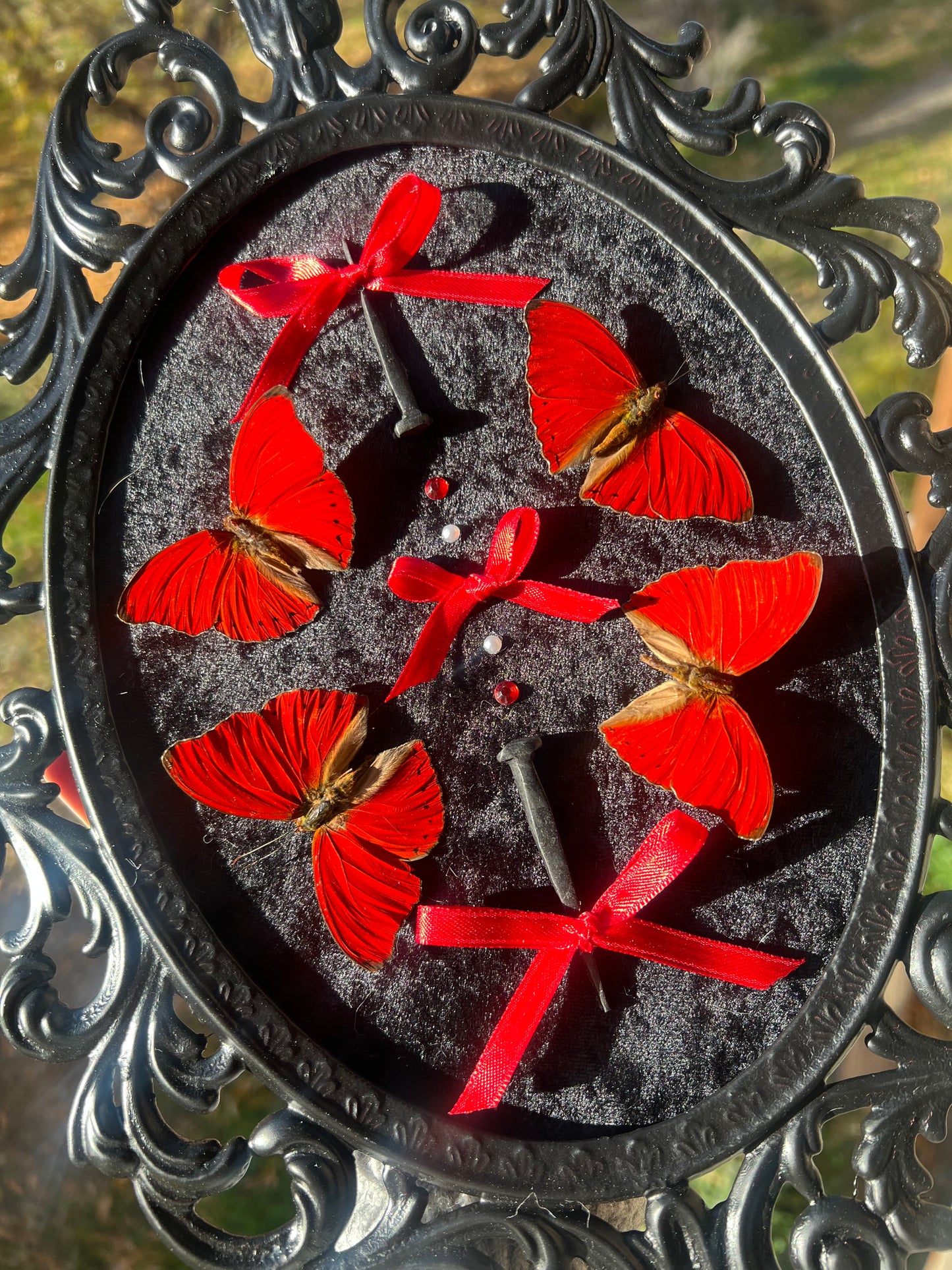 Crimson Queen Bubble Glass Antique Vintage Butterfly Framed Oddities Artwork