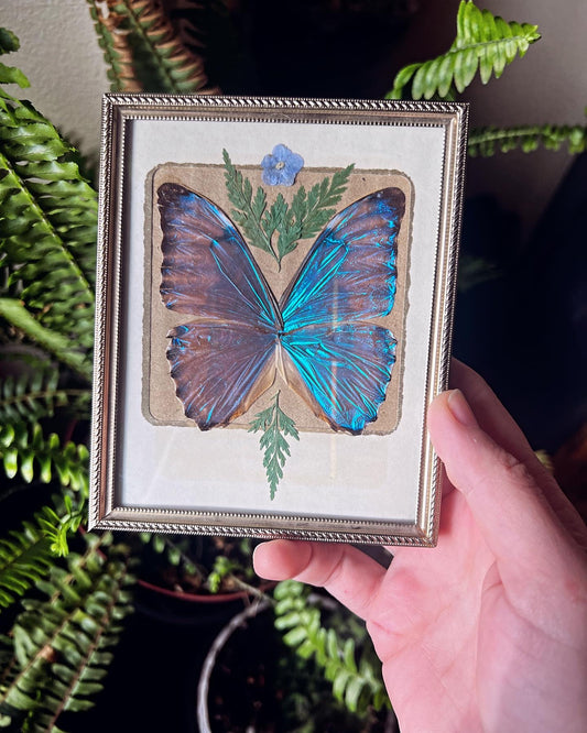 Framed Blue Morpho Aurora