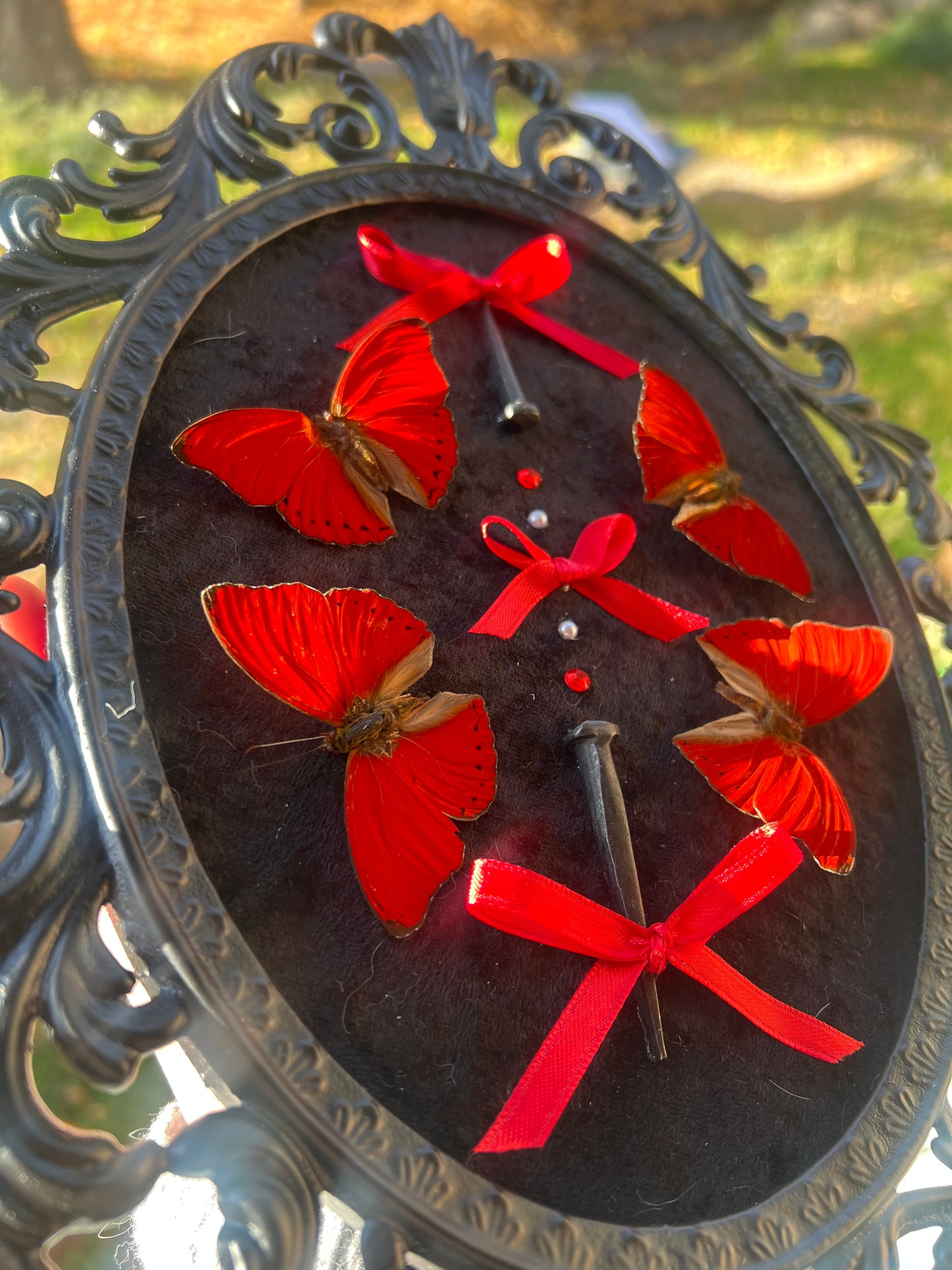 Crimson Queen Bubble Glass Antique Vintage Butterfly Framed Oddities Artwork