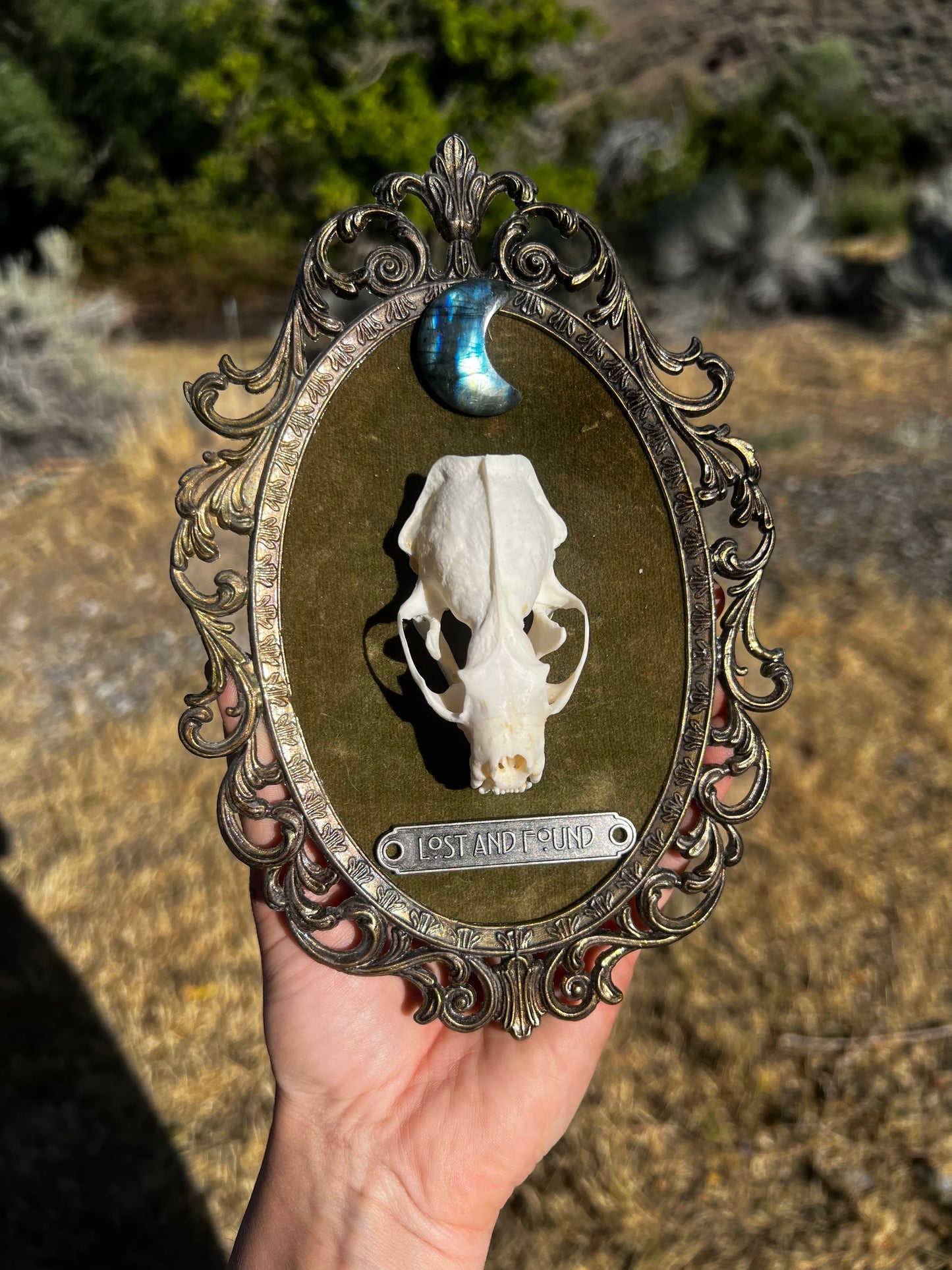 Echos in Stillness - Vintage Framed Taxidermy Oddities Skull Artwork