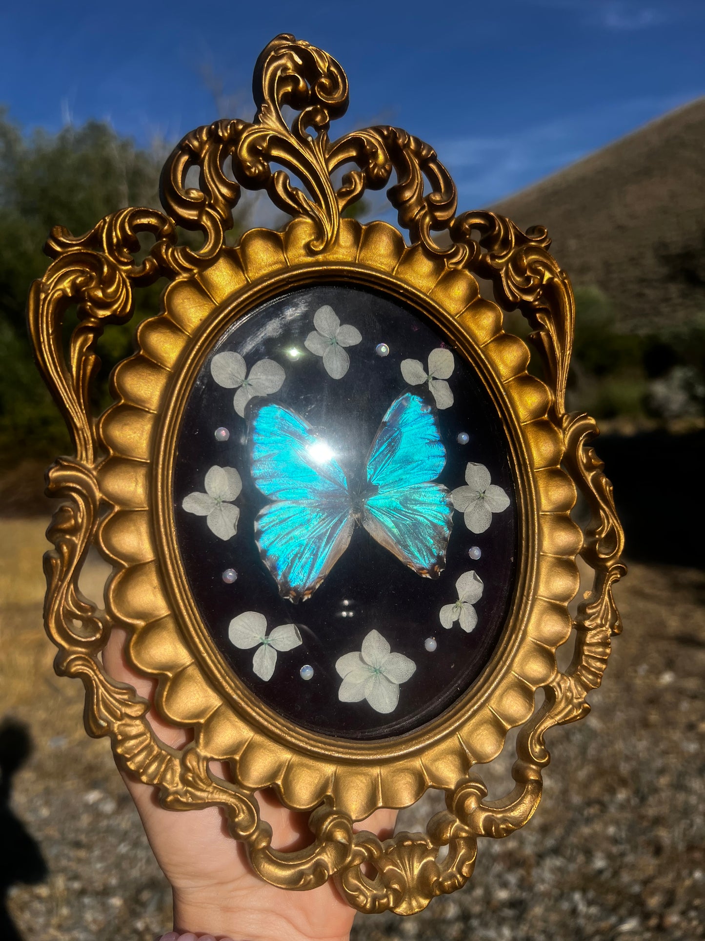 “Celestina” Butterfly Vintage Floral Oddities Taxidermy Entomology Framed Artwork