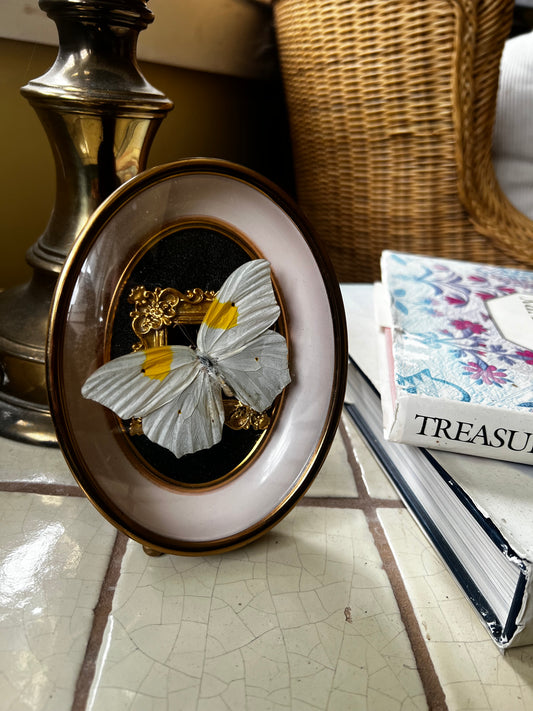 Small Framed Butterfly in Vintage Bubble Glass Frame