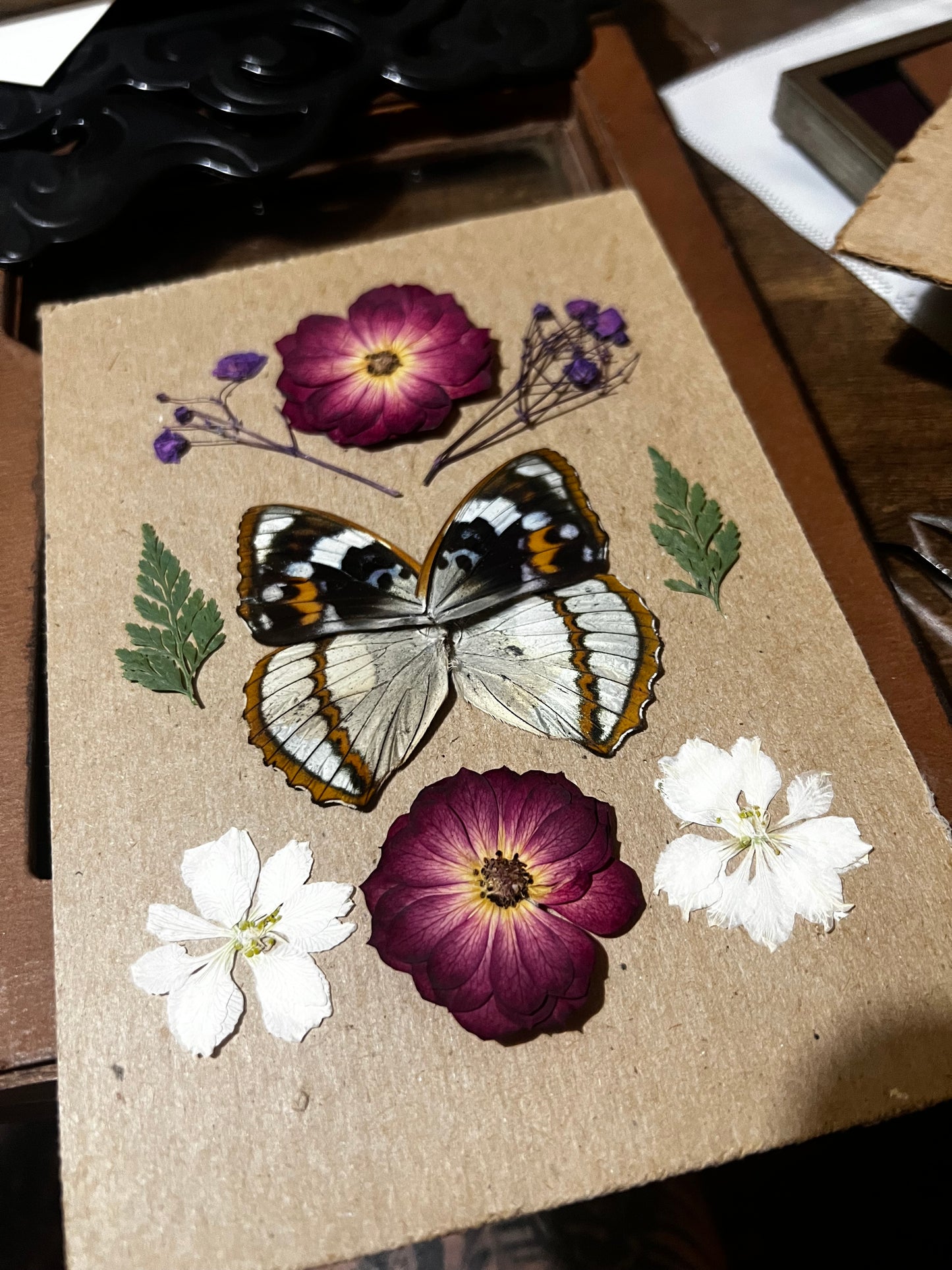 Framed butterfly entomology art