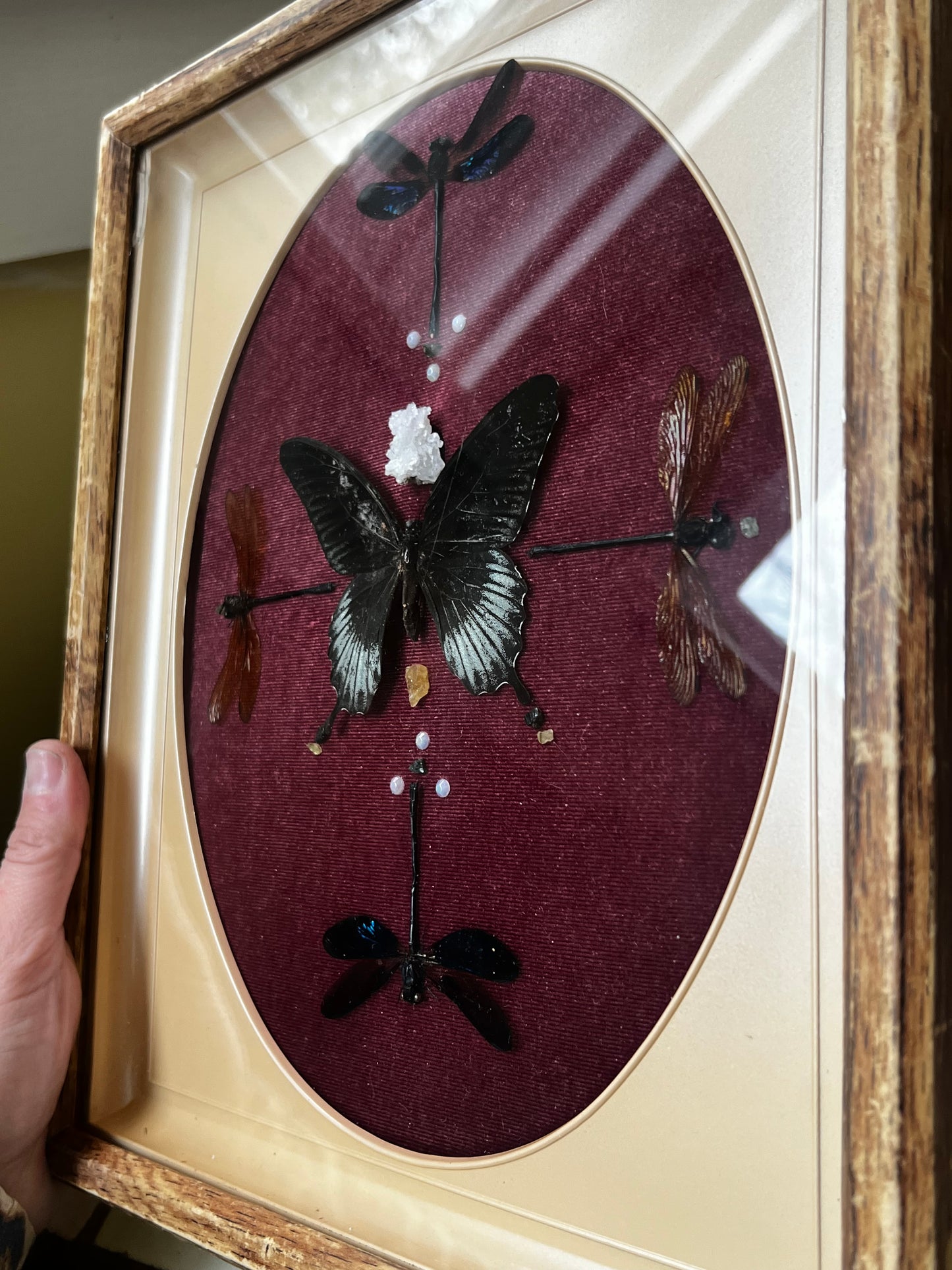 Dragonfly Butterfly Upcycled Vintage Framed Entomology Insect Artwork