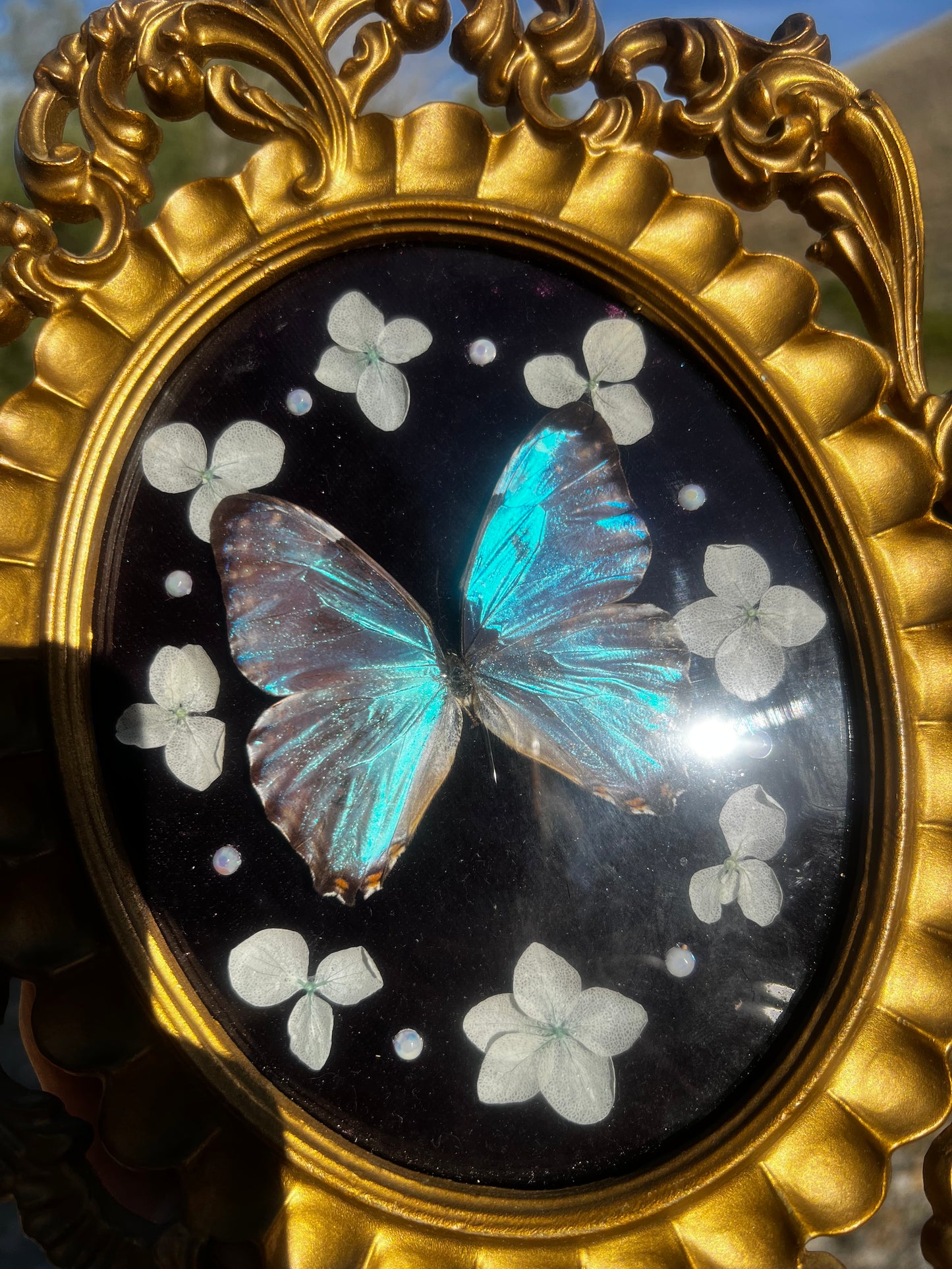 “Celestina” Butterfly Vintage Floral Oddities Taxidermy Entomology Framed Artwork