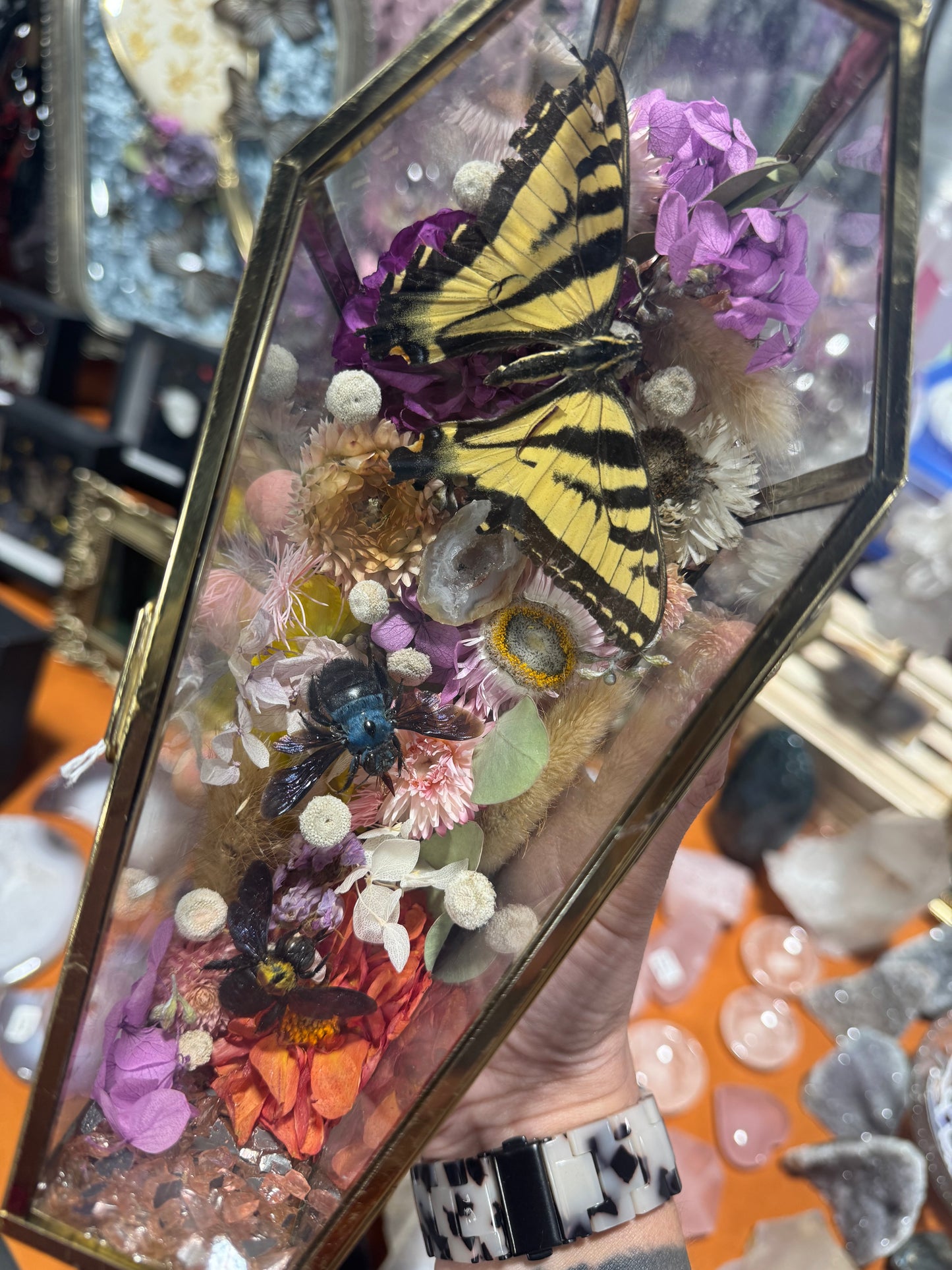 Lanella Butterfly Bee Insect Oddities Entomology Floral Crystal Coffin Terrarium Artwork