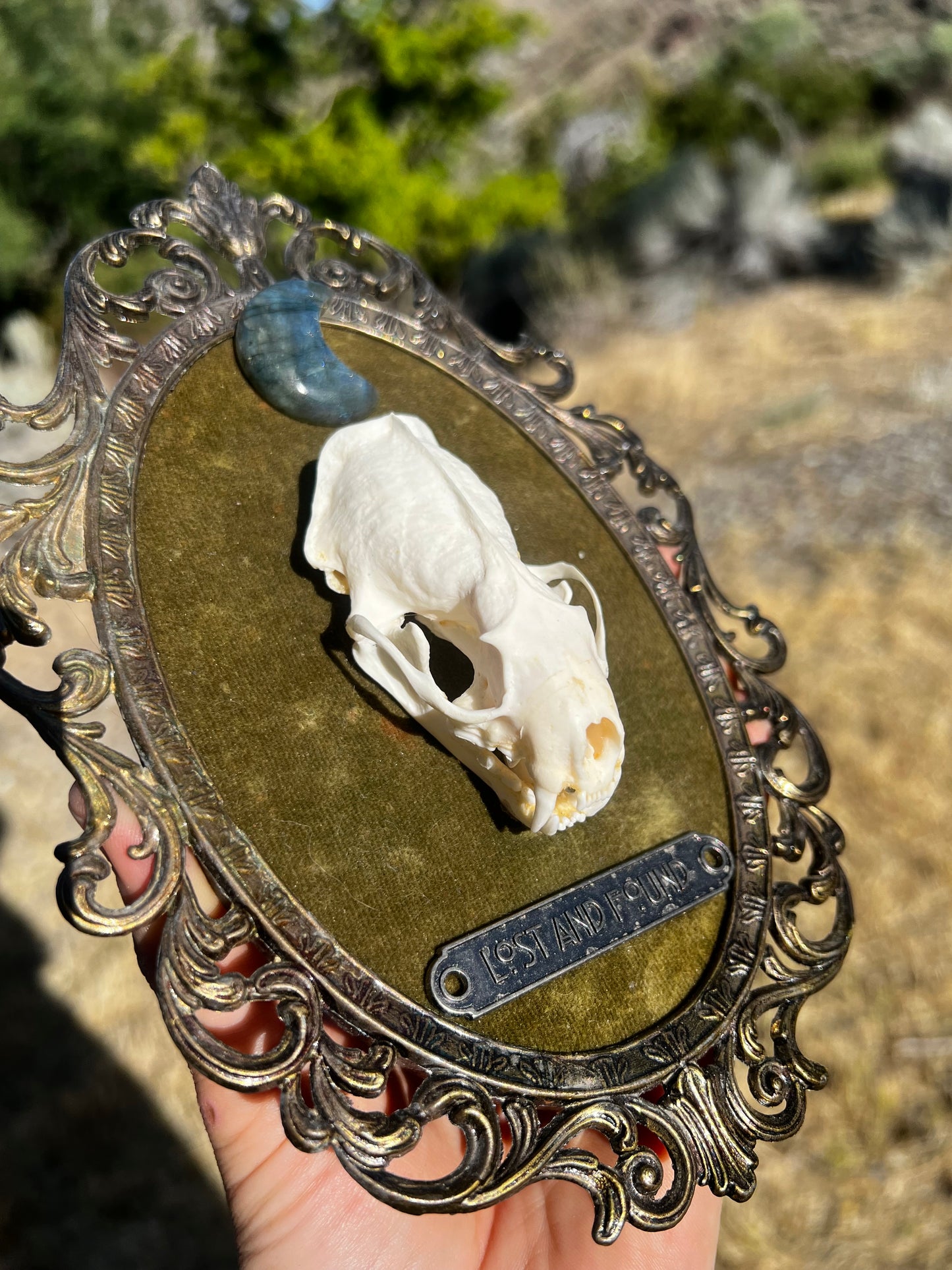 Echos in Stillness - Vintage Framed Taxidermy Oddities Skull Artwork