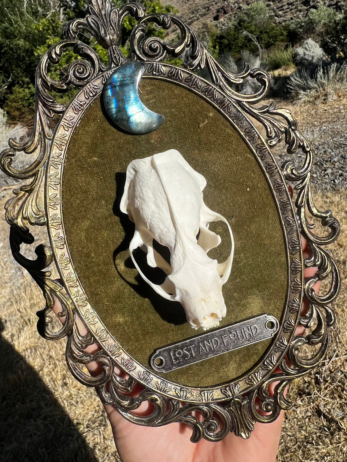 Echos in Stillness - Vintage Framed Taxidermy Oddities Skull Artwork