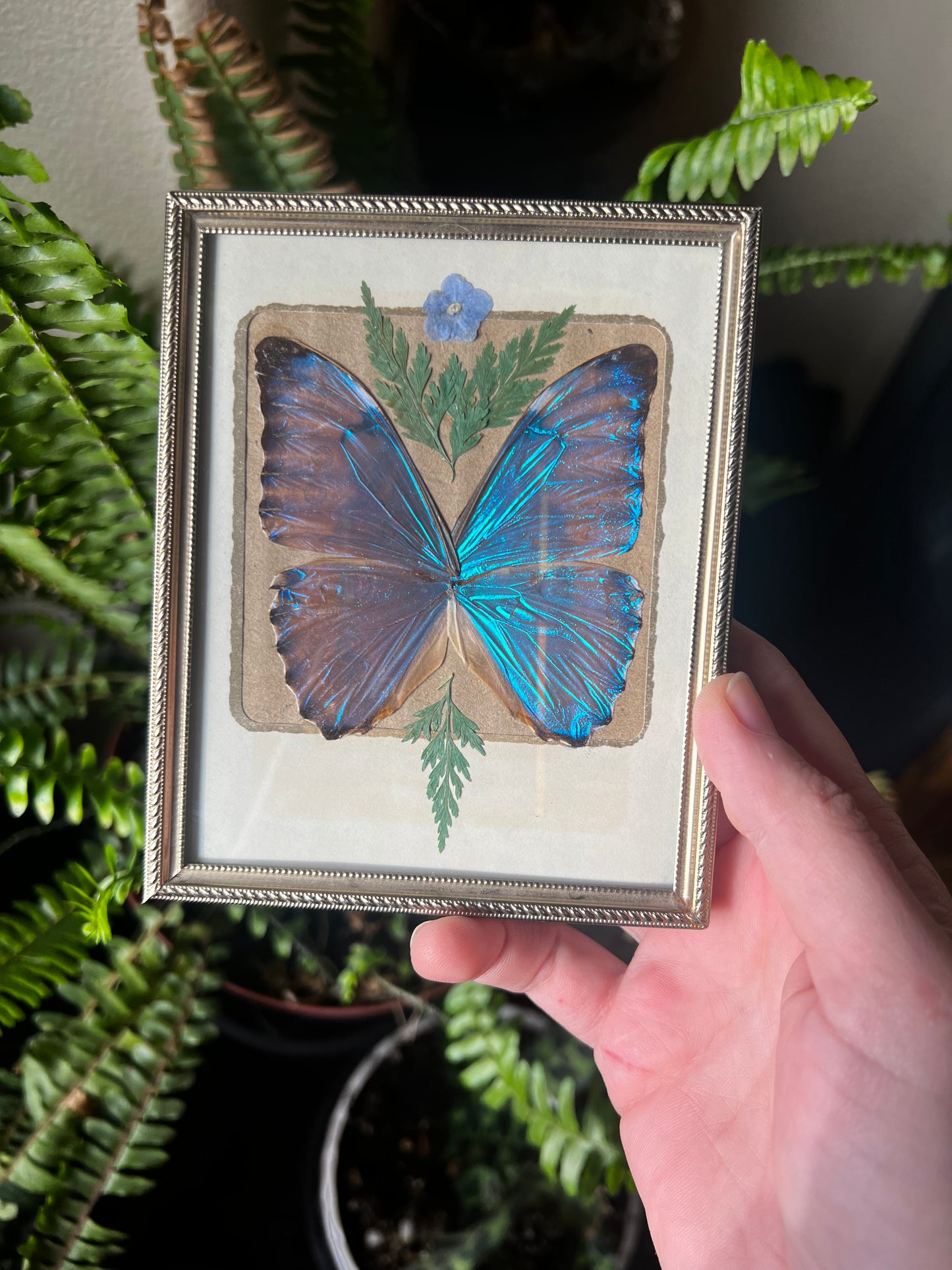 Framed Blue Morpho Aurora