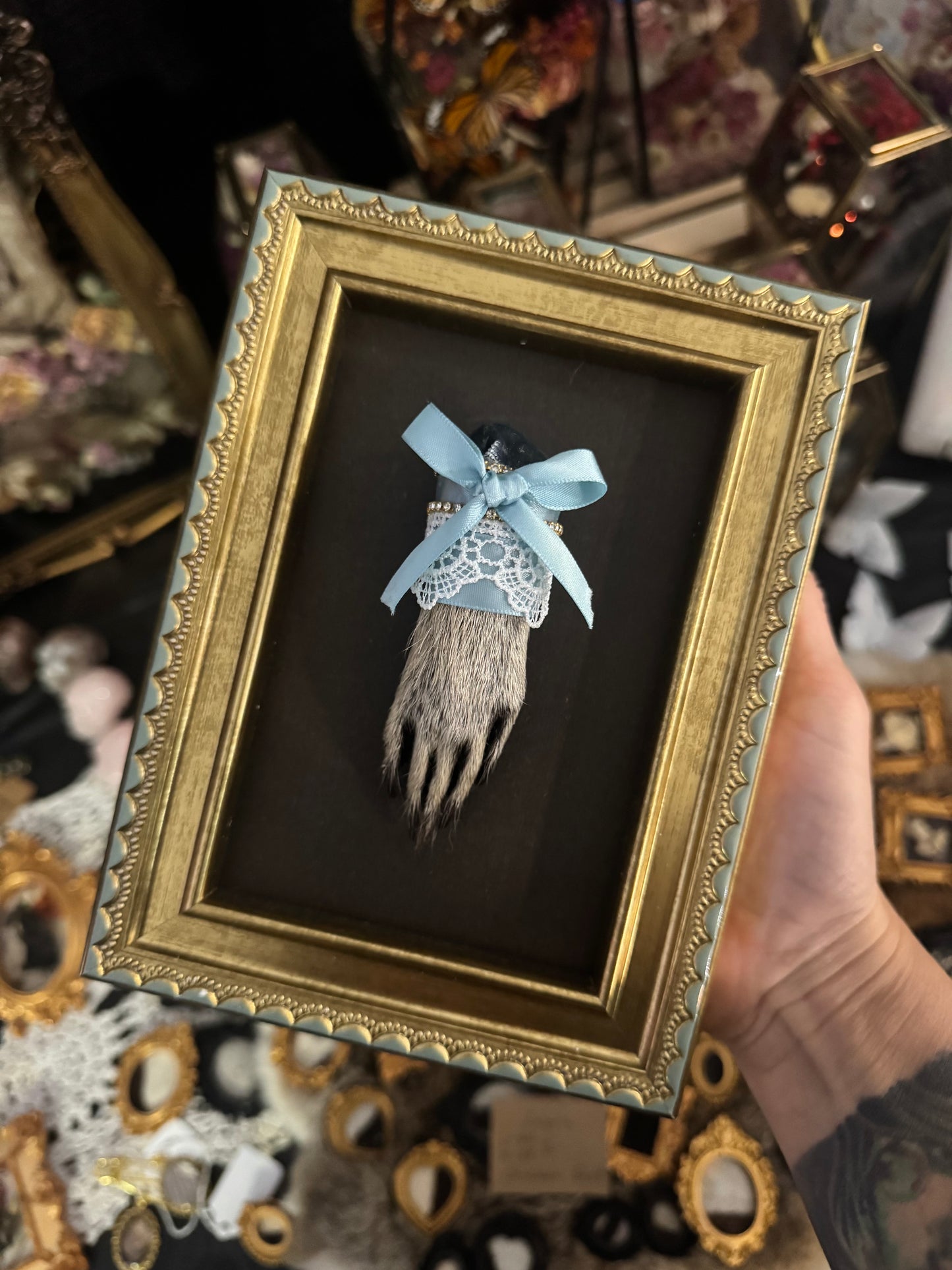 Darling Little Things Framed Raccoon Paw Oddities Taxidermy Whimsy Goth Artwork