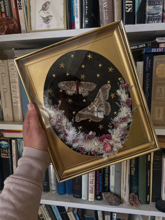 Hellion Moth Botanical Dried Floral Celestial Whimsy Vintage Framed Artwork