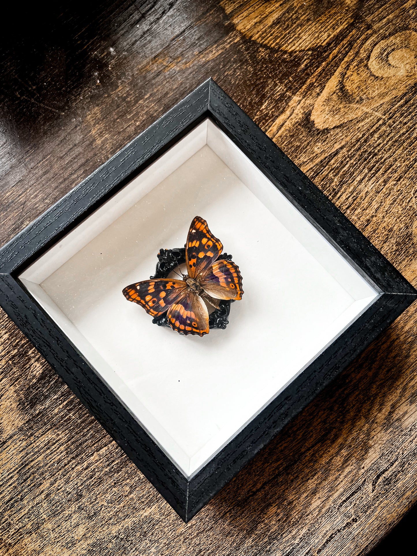 Framed Butterfly Entomology Insect Artwork #3