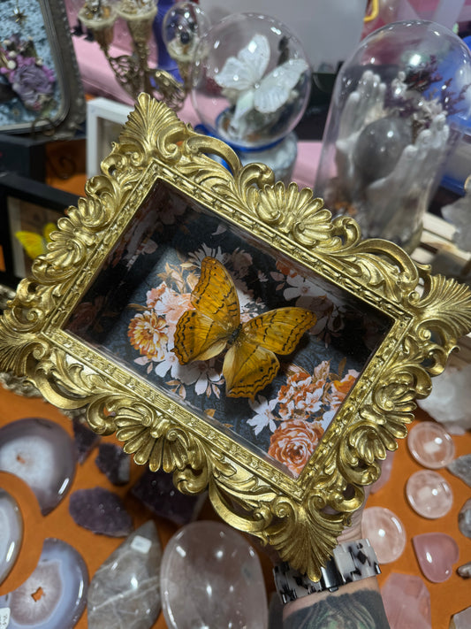 Connie Butterfly Floral Print Oddities Entomology Ornate Framed Shadowbox Artwork